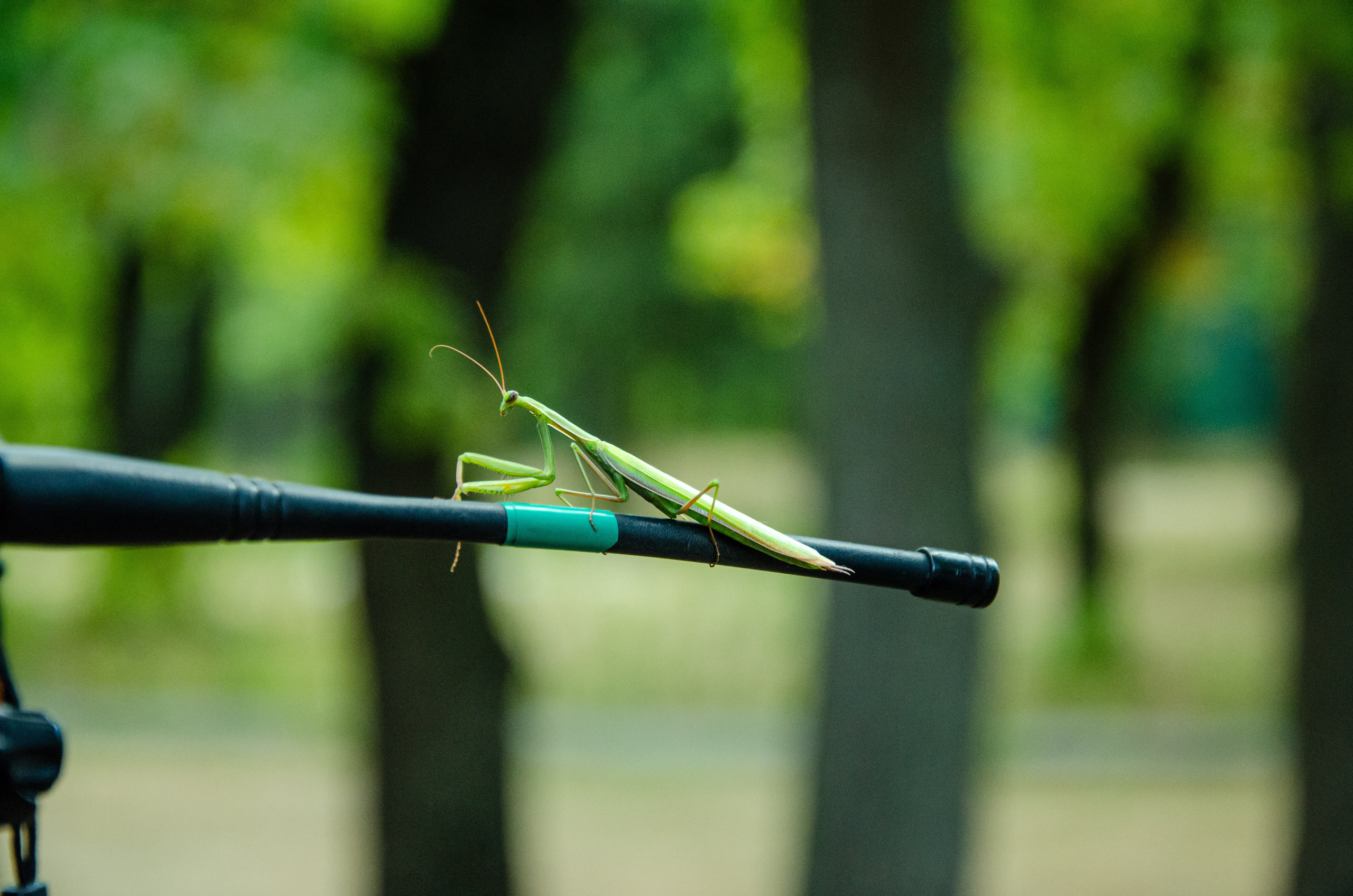 Мультифотограф Виктория Лихоманова
