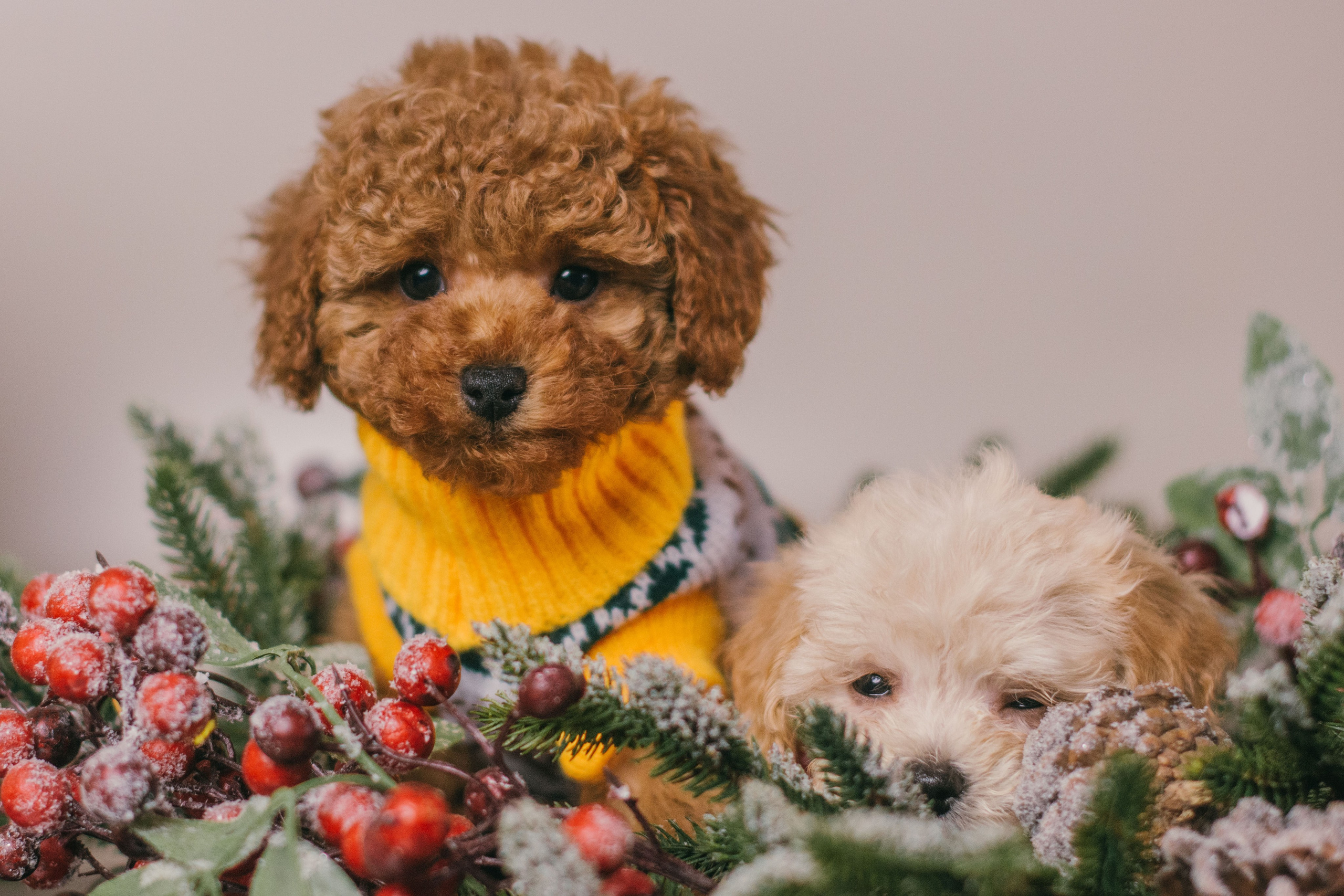 Той-пудели новогодняя фотосессия. Фотограф собак, анималист в Москве Кира Яковлева