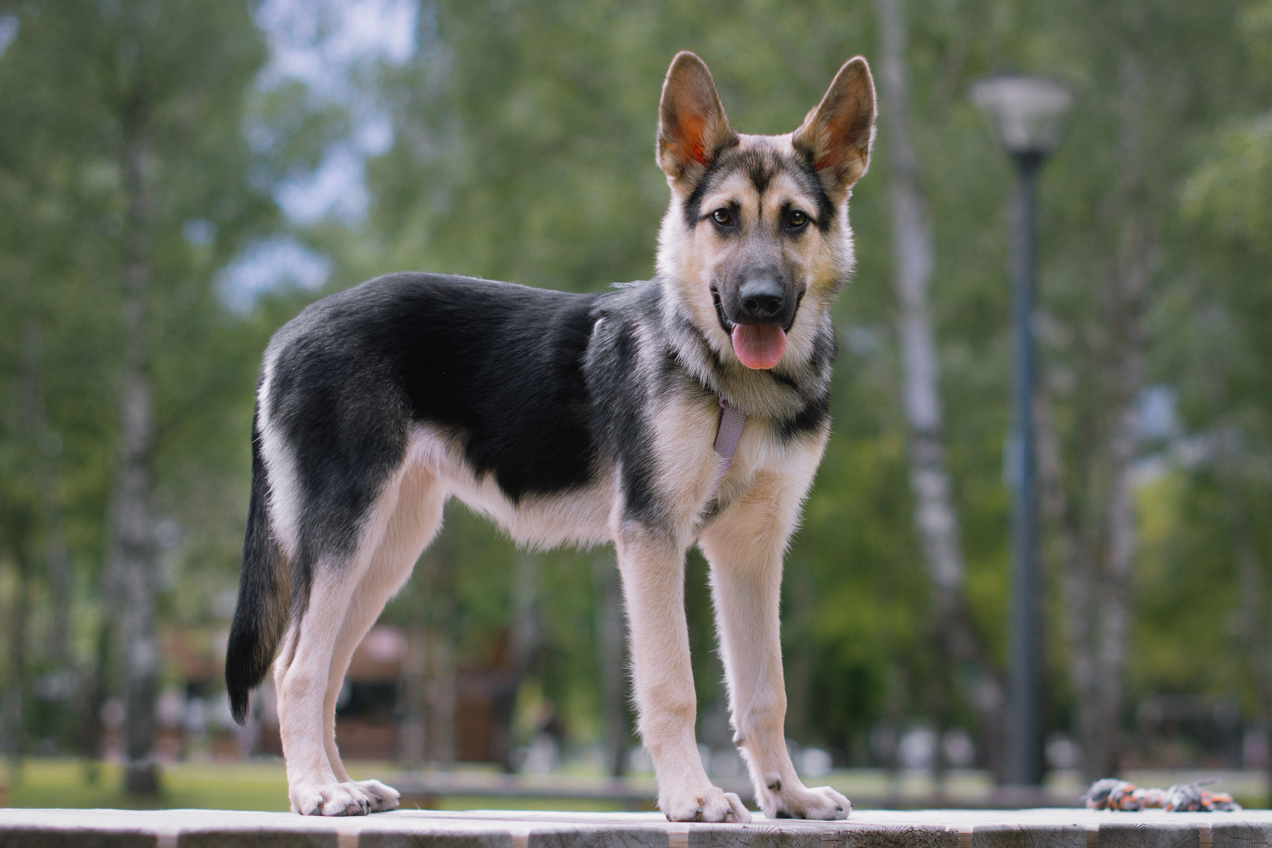 Фотосессия собаки в парке в Москве. Фотограф собак, анималист в Москве Кира Яковлева
