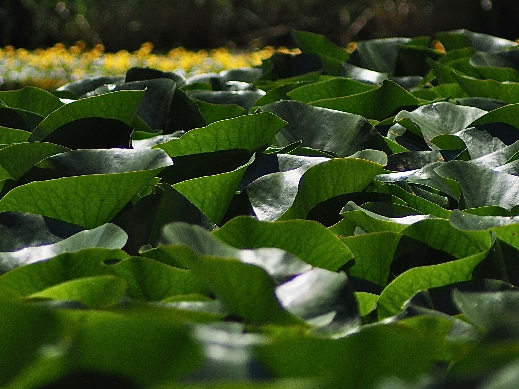 Флора и фауна. Смотри, красота!