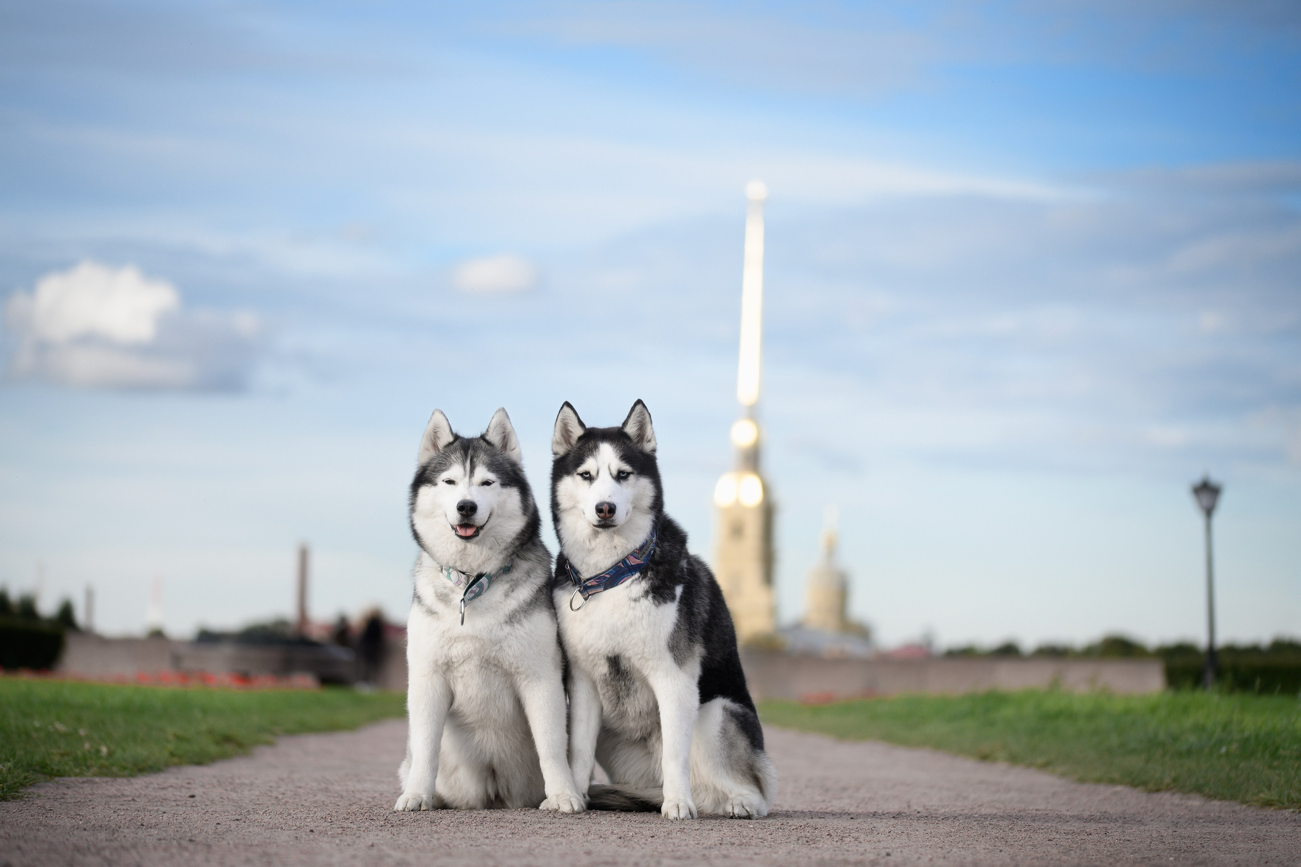 Собаки. FASHION ФОТОГРАФ КАЗАНЬ