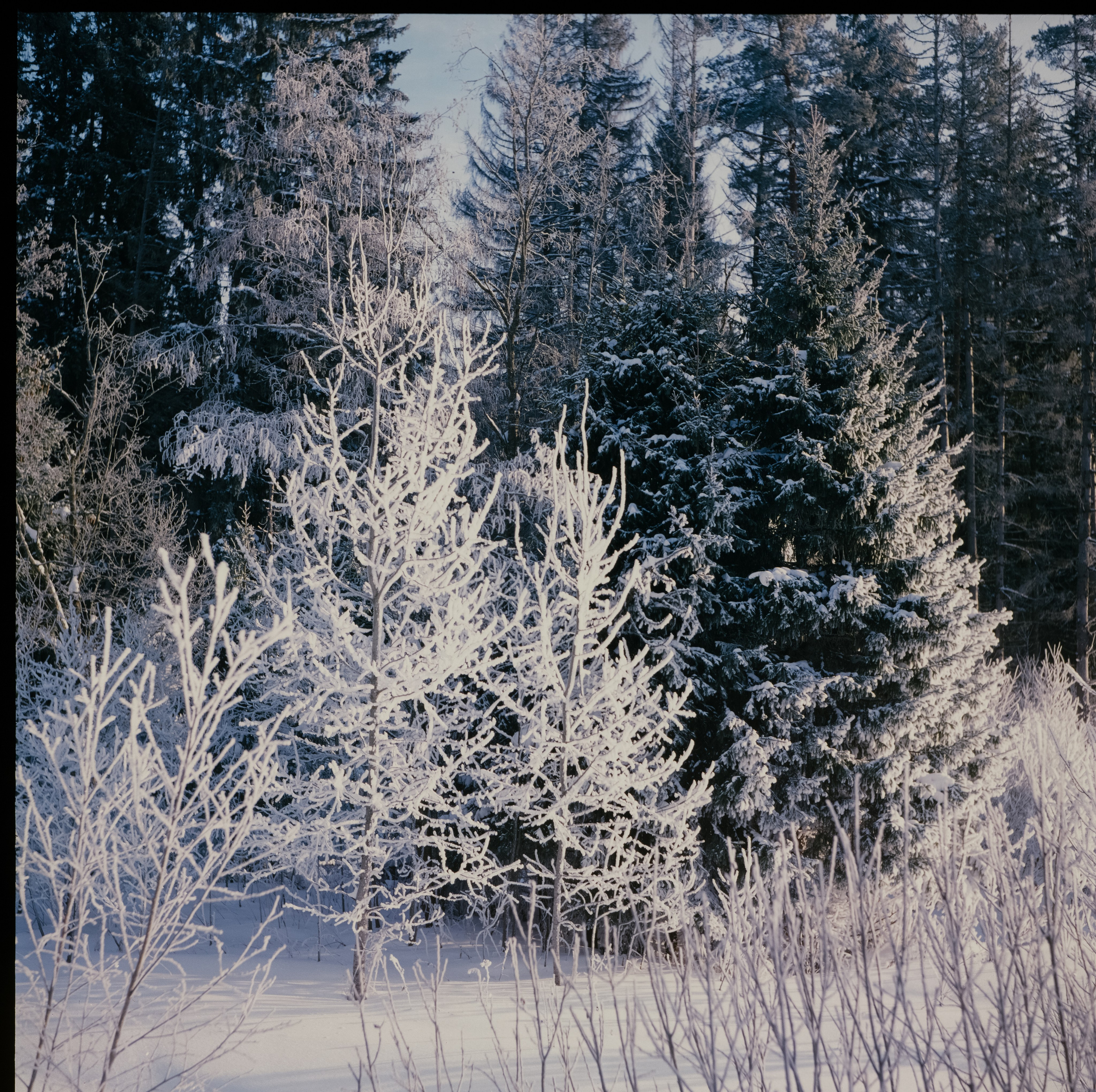 Koniflex — Fujichrome ASTIA 100 (at ISO 50) — Лукино, морозное утро