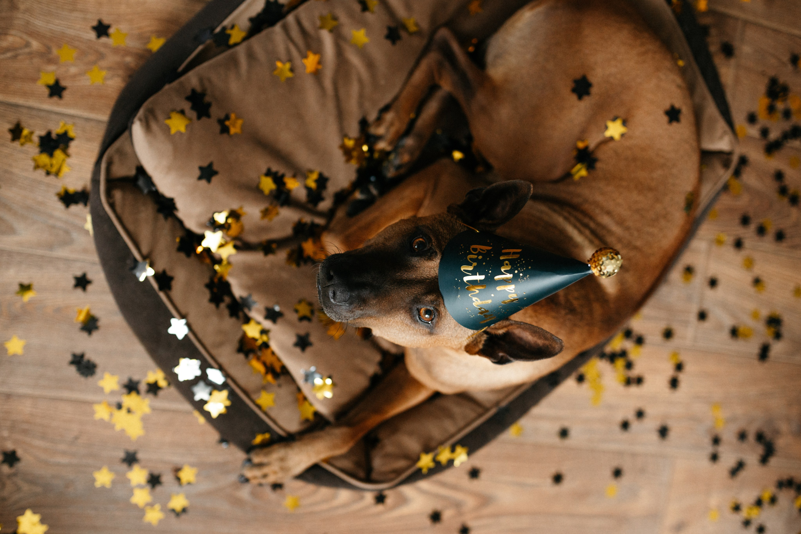 Оксана и Зевс. Фотограф анималист в Москве Ольга Агушева