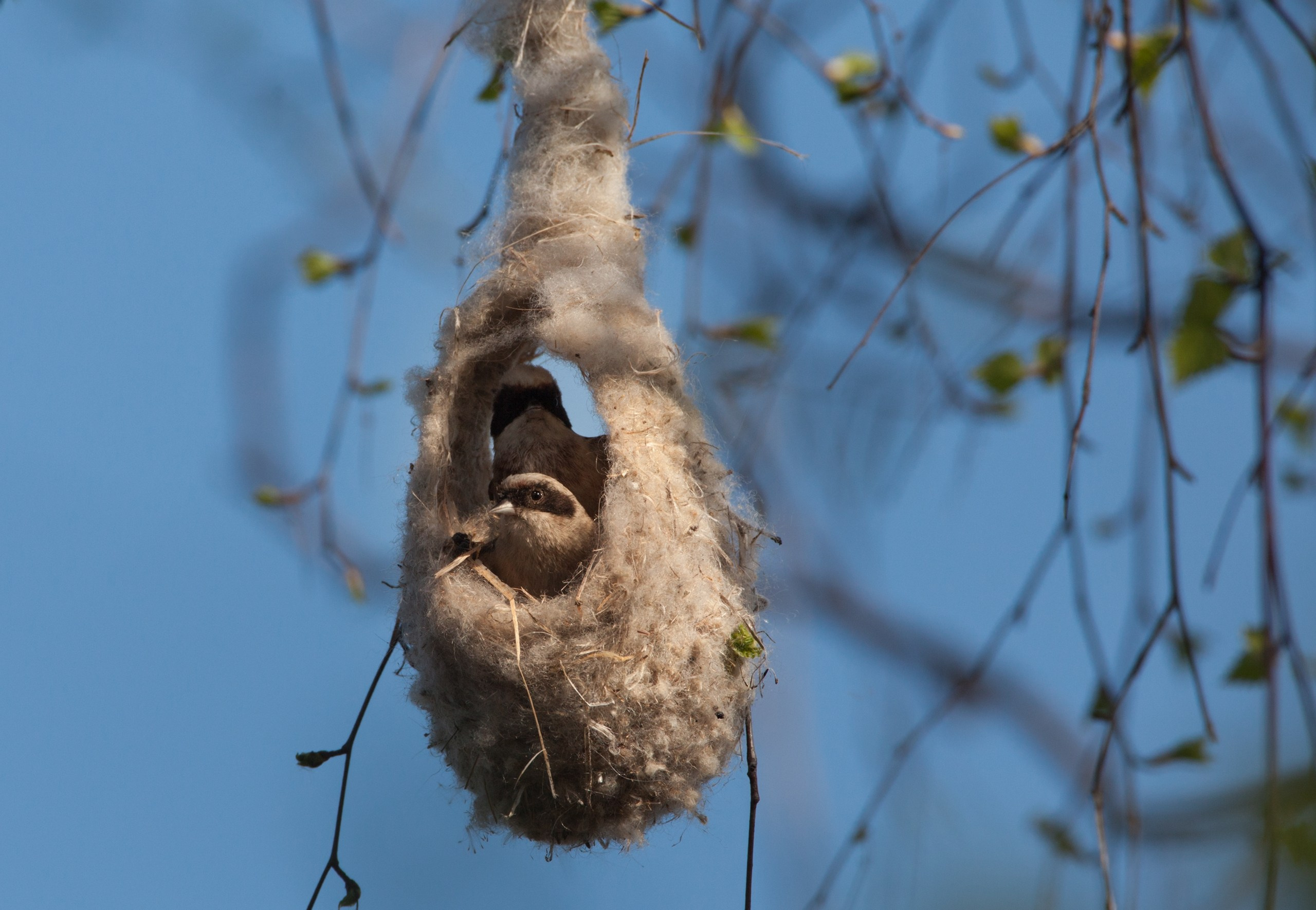 Средняя полоса России. Фотограф Владимир Медведев