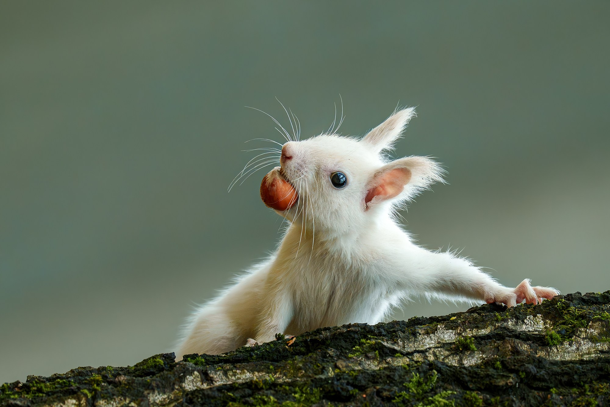 Животные. Ваш личный фотограф Марина Волкова