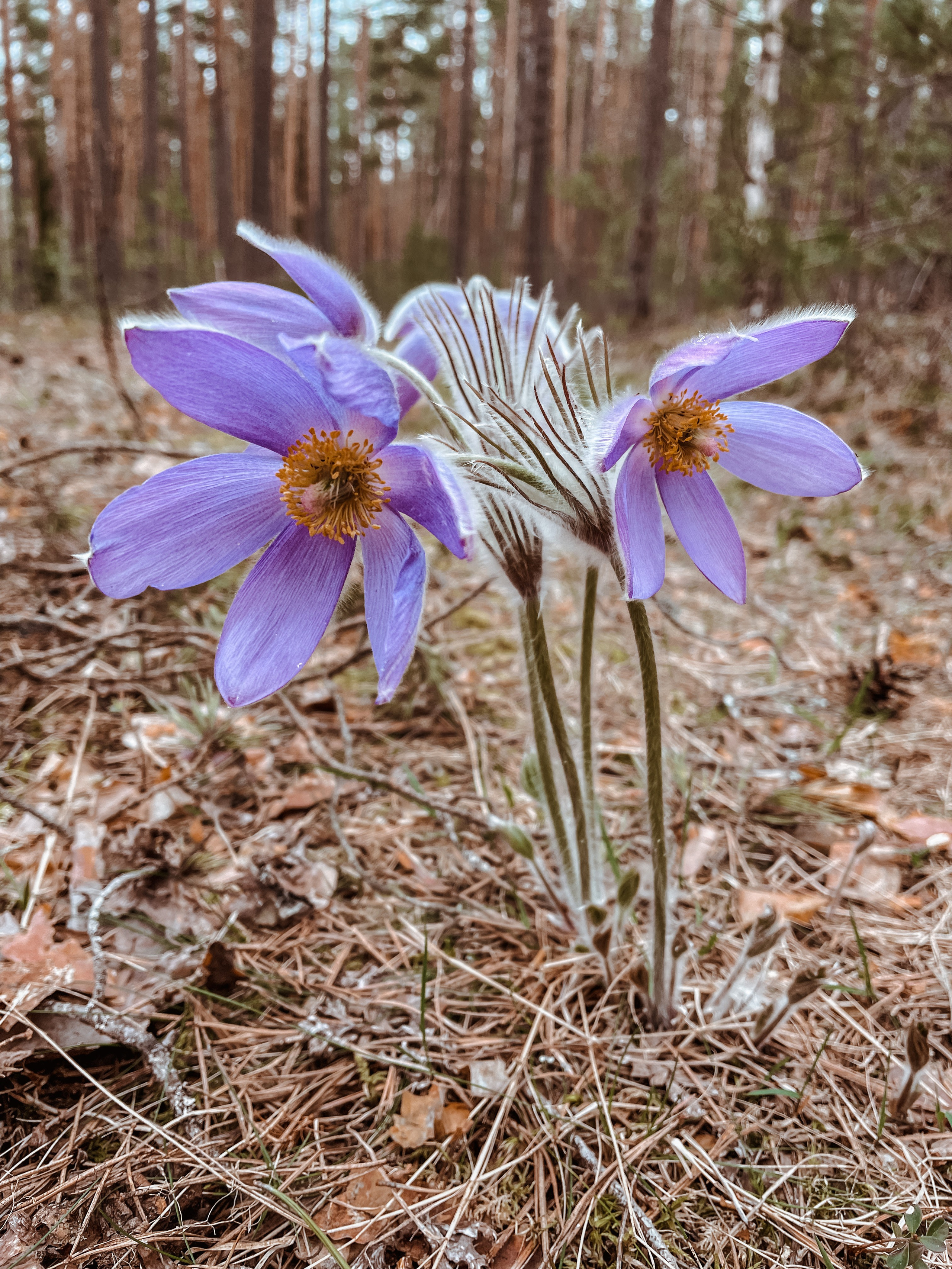 Пейзаж. Фотограф Олеся Шипихина г. Москва