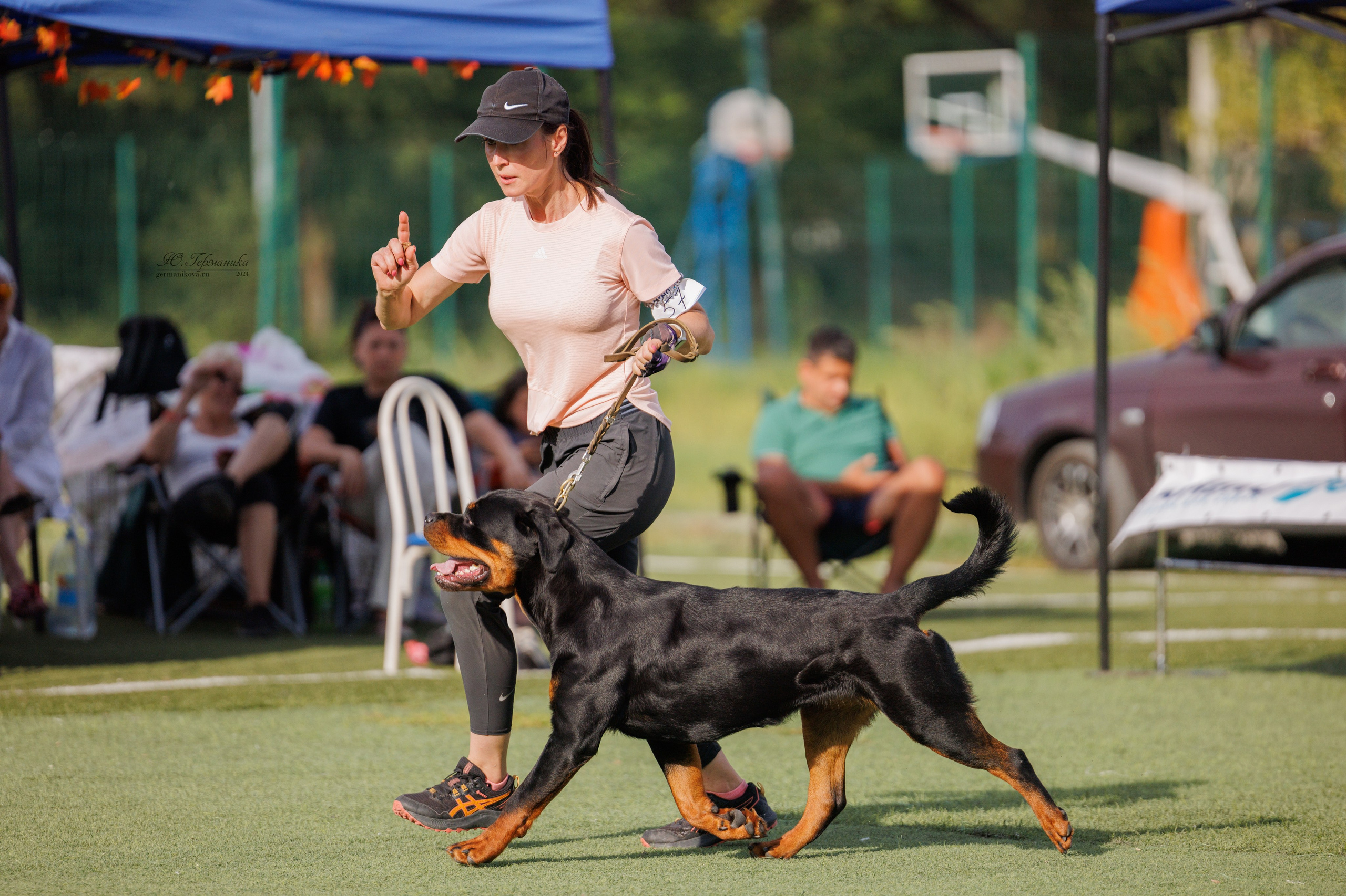 Анапа ротвейлеры 14-15.09.2024. Фотограф-анималист Юлия Германика