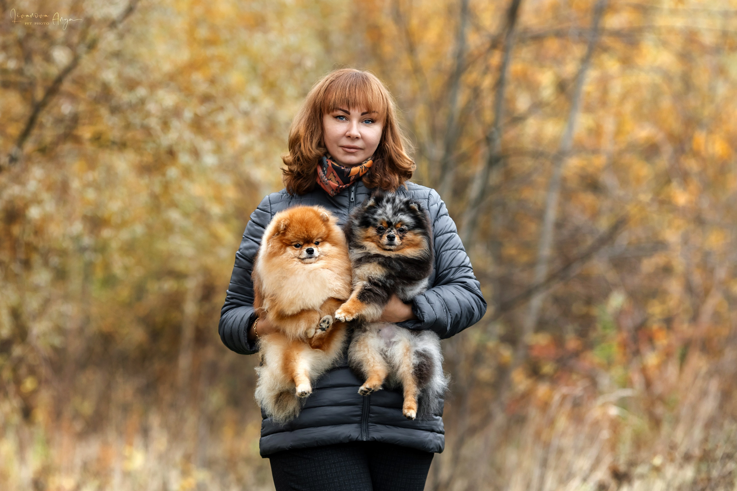 Шпицы и чихуахуа. Фотограф анималист Аня Ливанова | Рыбинск