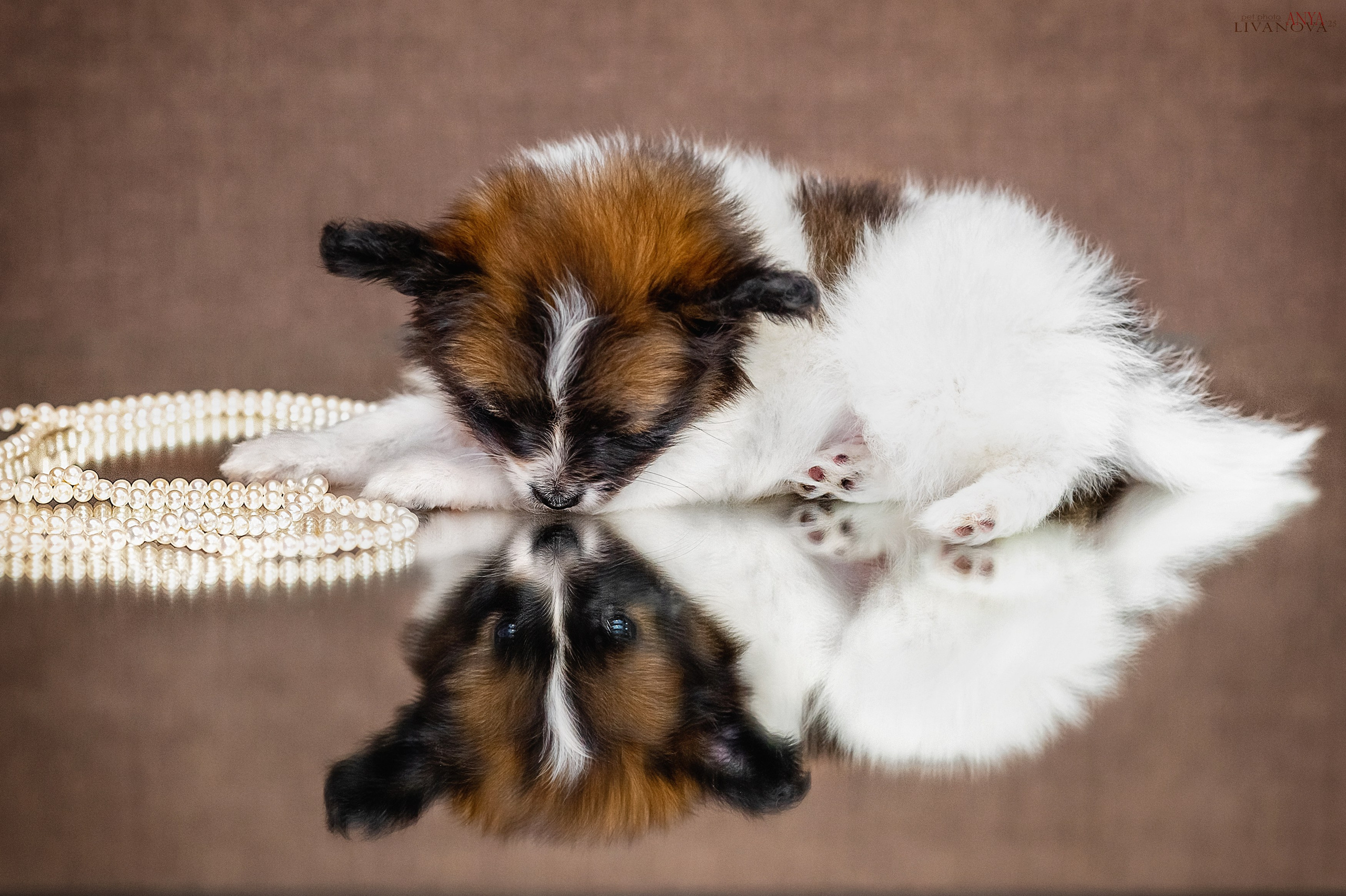 Папийончики. Фотограф анималист Аня Ливанова | Рыбинск