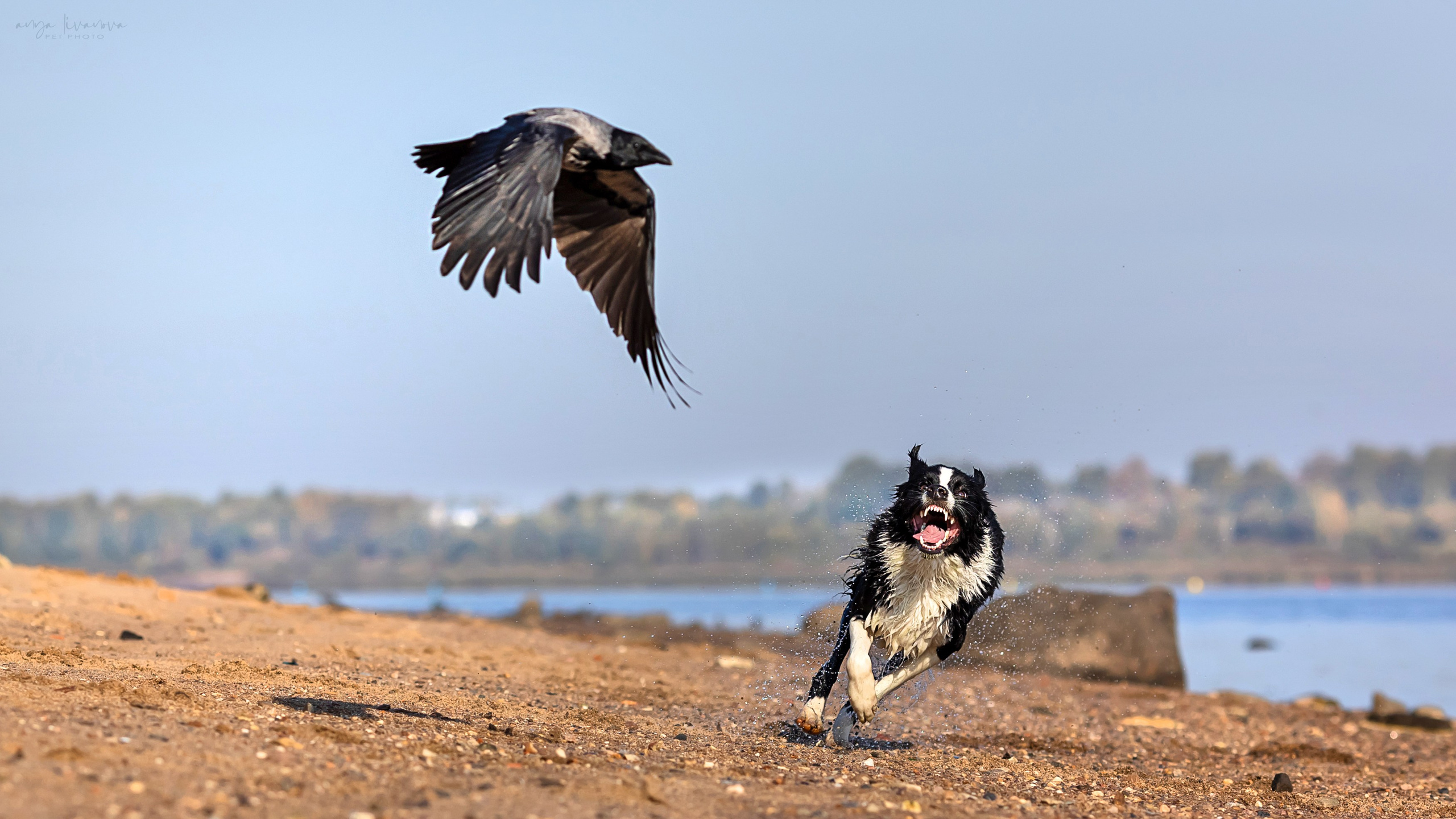 Алена и Майли. Фотограф анималист Аня Ливанова | Рыбинск