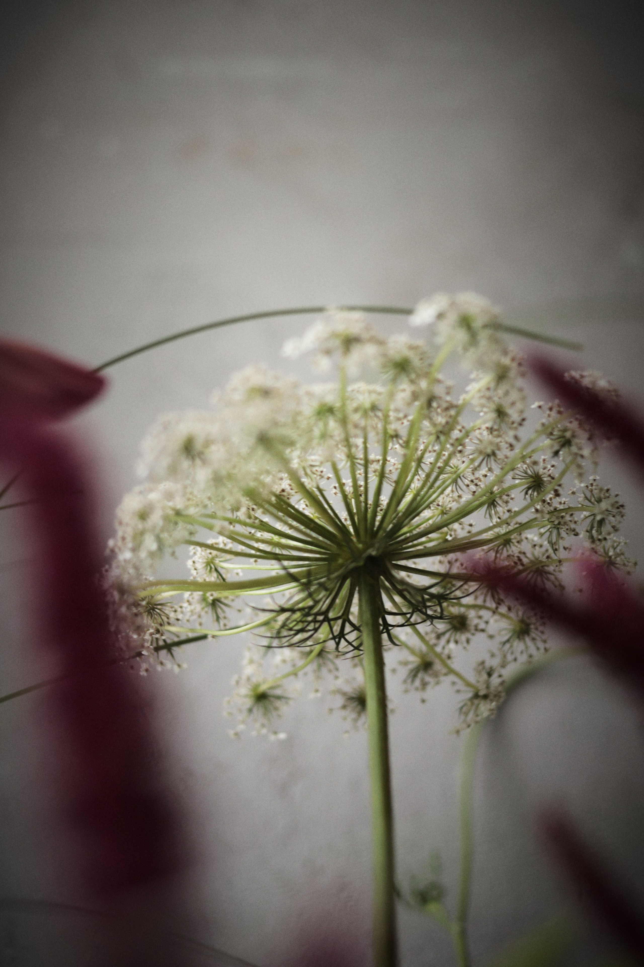 Flowers. Виктория Калугина — фотограф и видеомейкер в Москве
