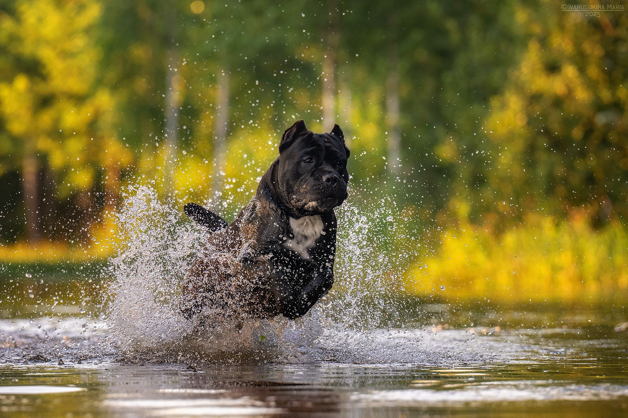 Фотограф-анималист. Фотограф собак в Москве и Московской области Иванушкина Мария
