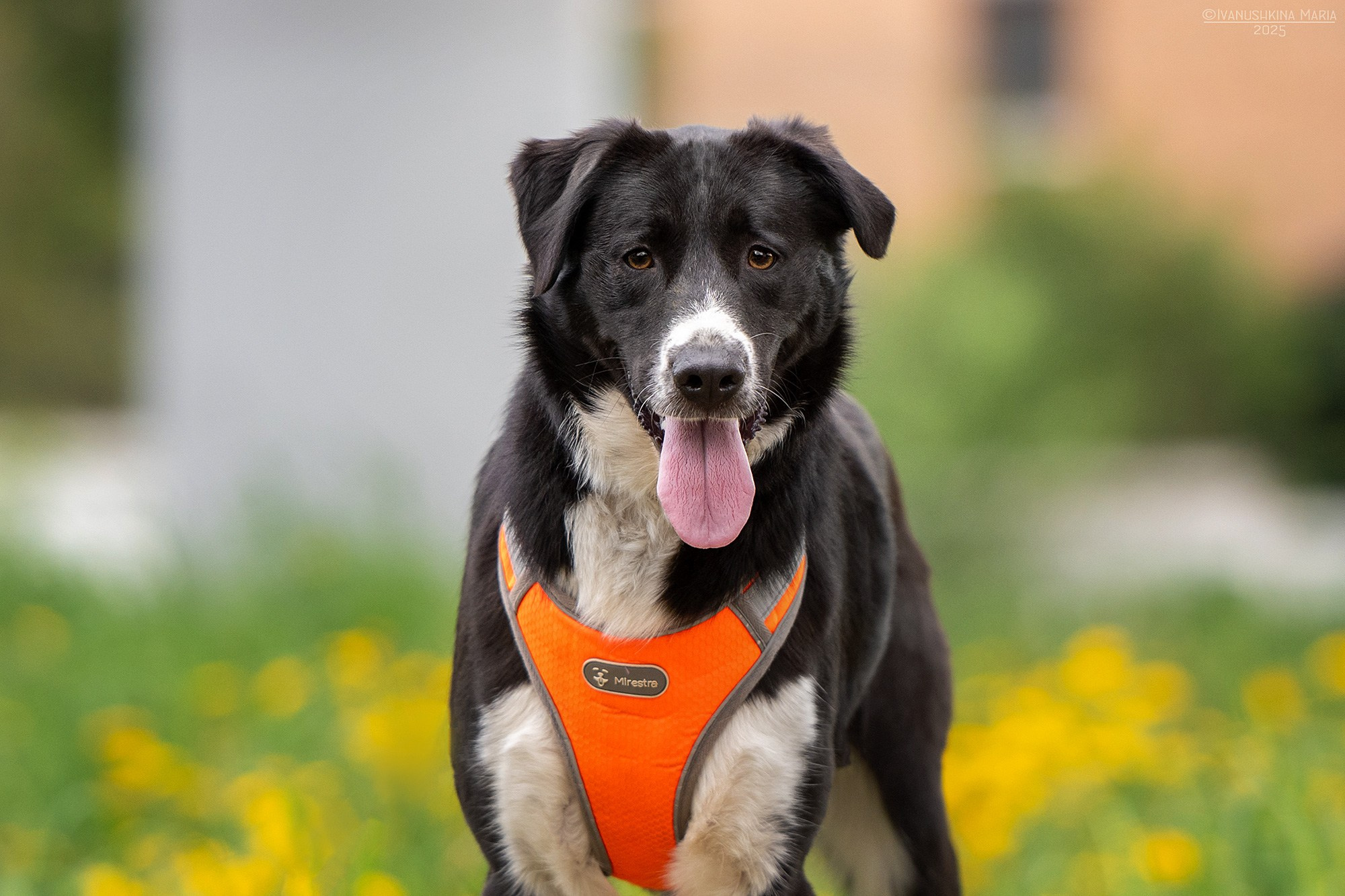 Пиарные фотосессии собак на пристройство. Фотограф собак в Москве и Московской области Иванушкина Мария