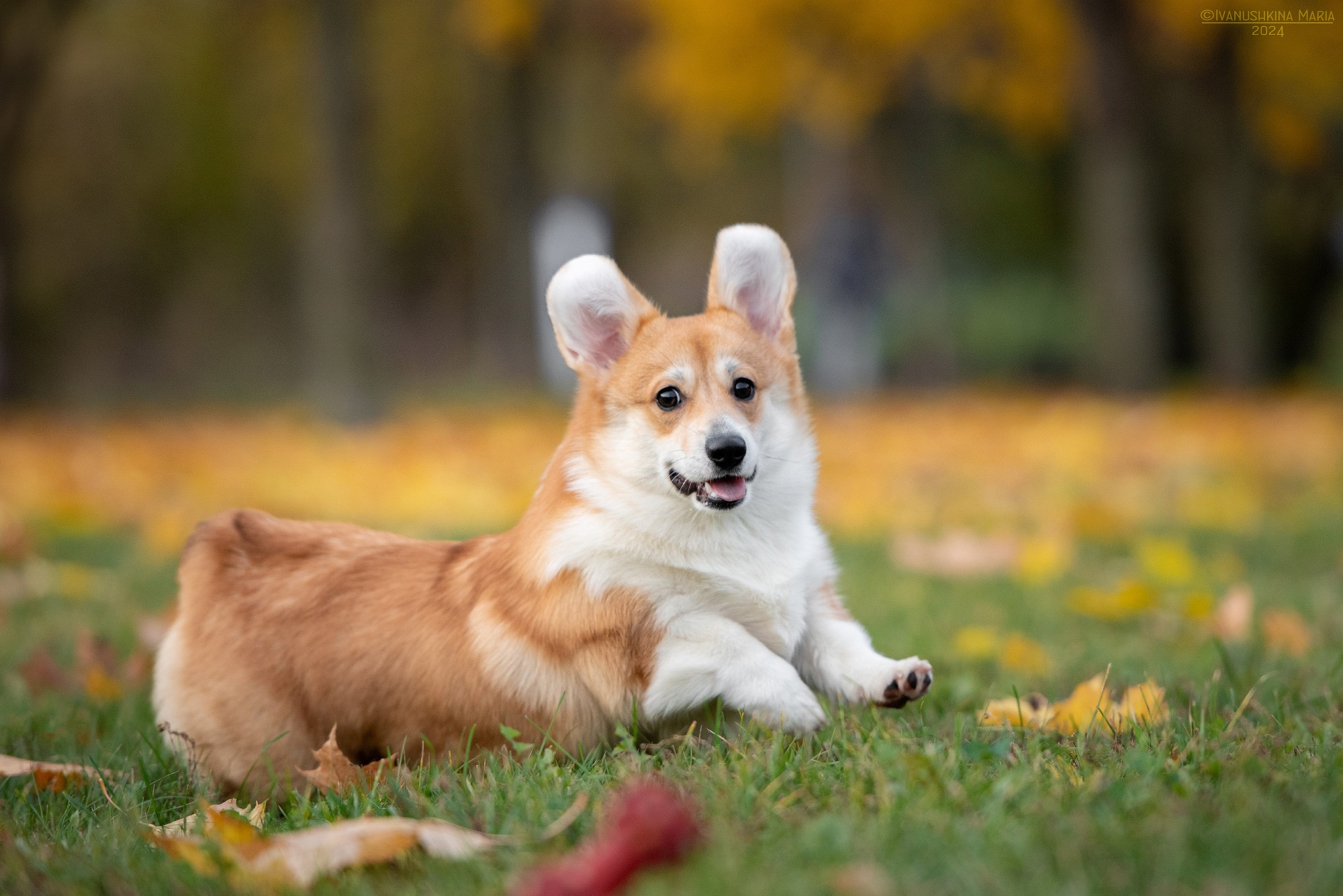 Фотосессия щенков на продажу. Фотограф собак в Москве и Московской области Иванушкина Мария
