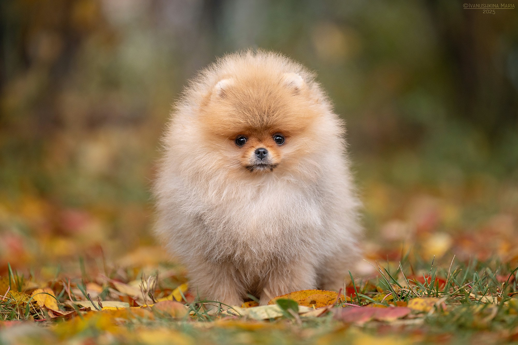 Фотосессия щенков на продажу. Фотограф собак в Москве и Московской области Иванушкина Мария