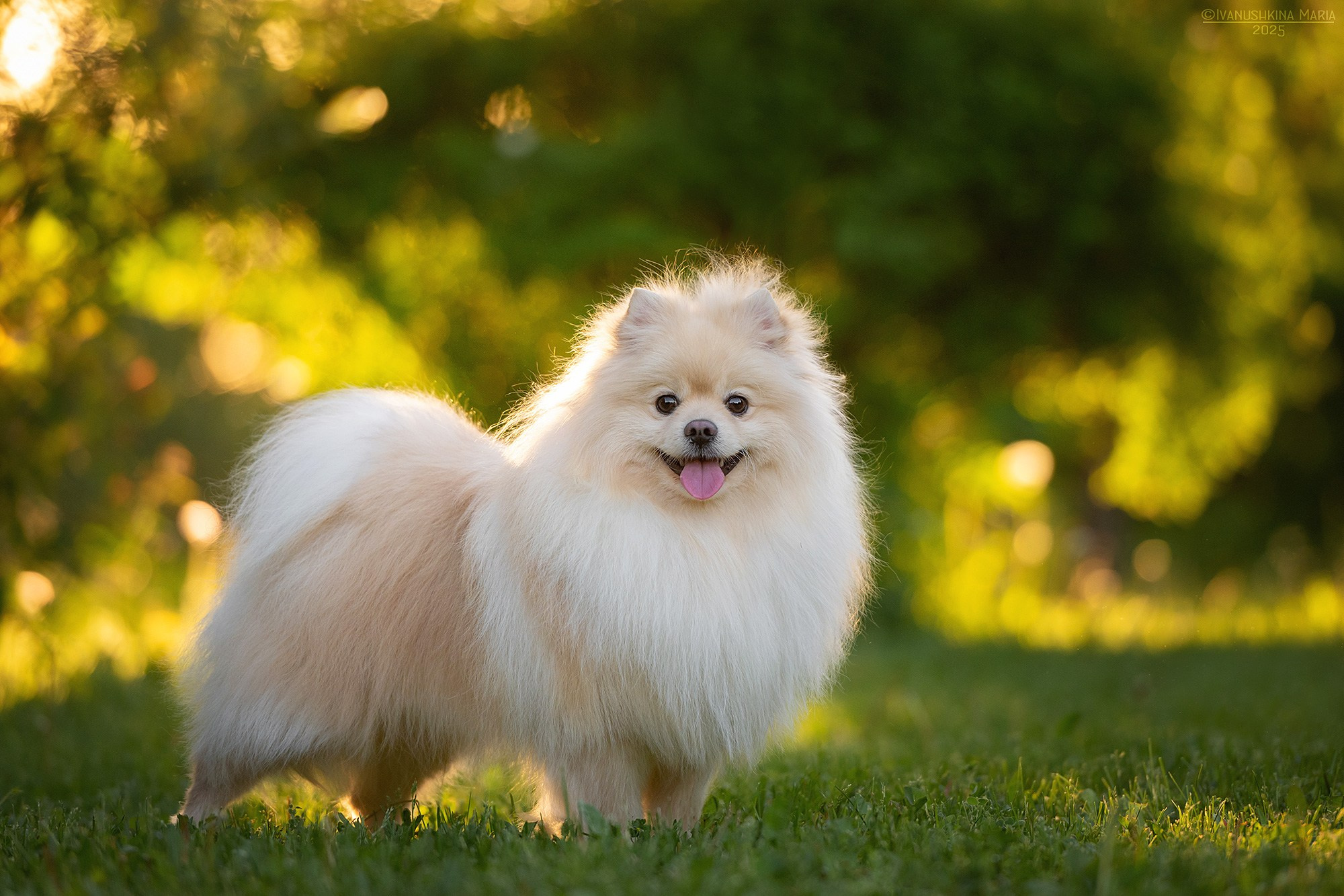 Фотограф-анималист. Фотограф собак в Москве и Московской области Иванушкина Мария