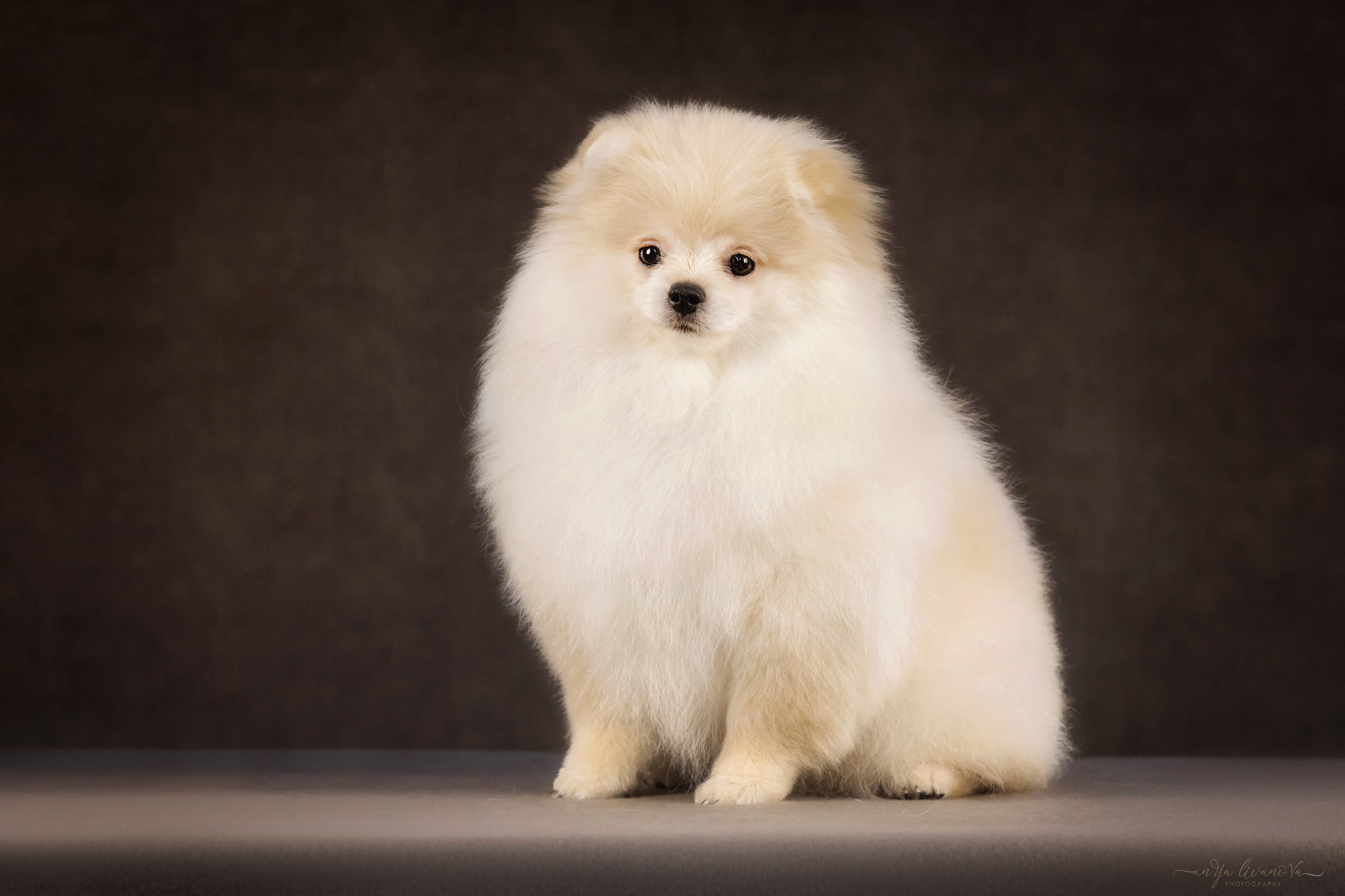 Шпицы. Фотограф анималист Аня Ливанова | Рыбинск