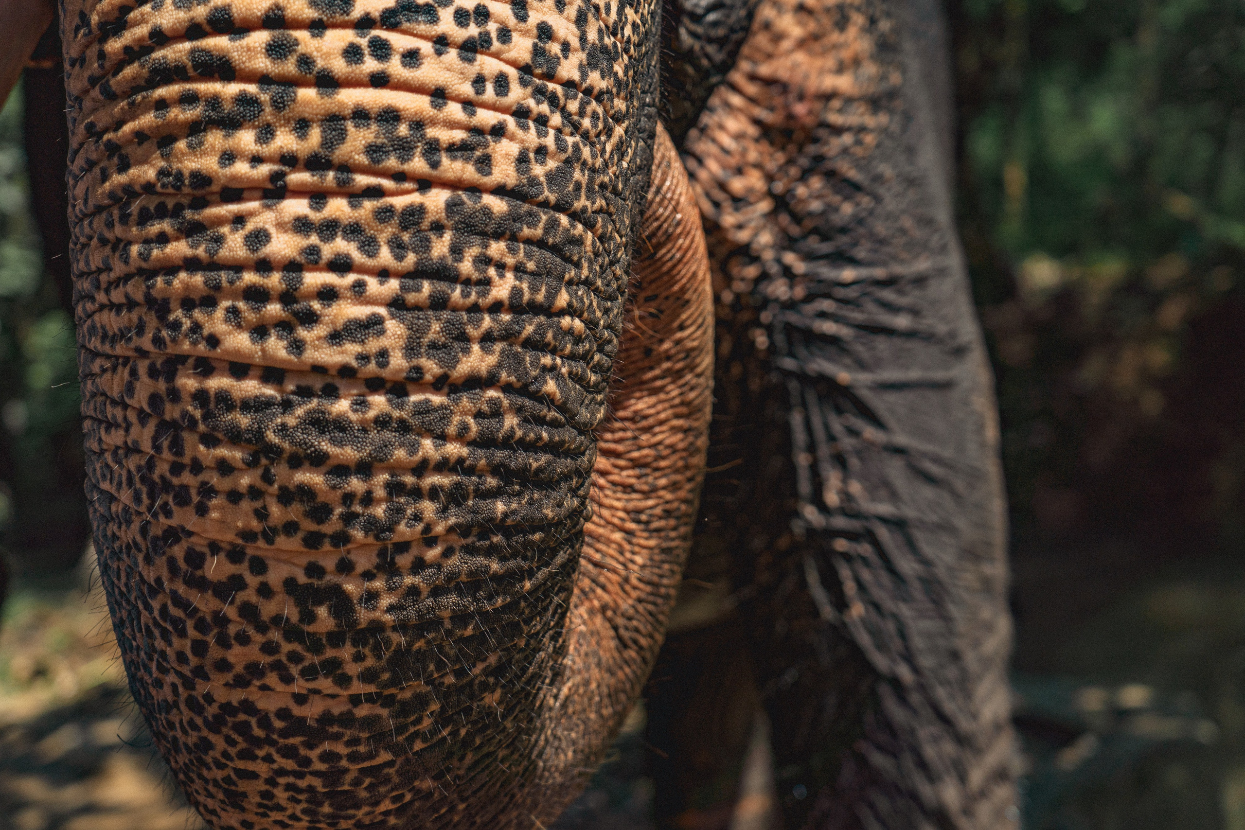 Bathing with elephants in Pinnawala, Botanical Garden