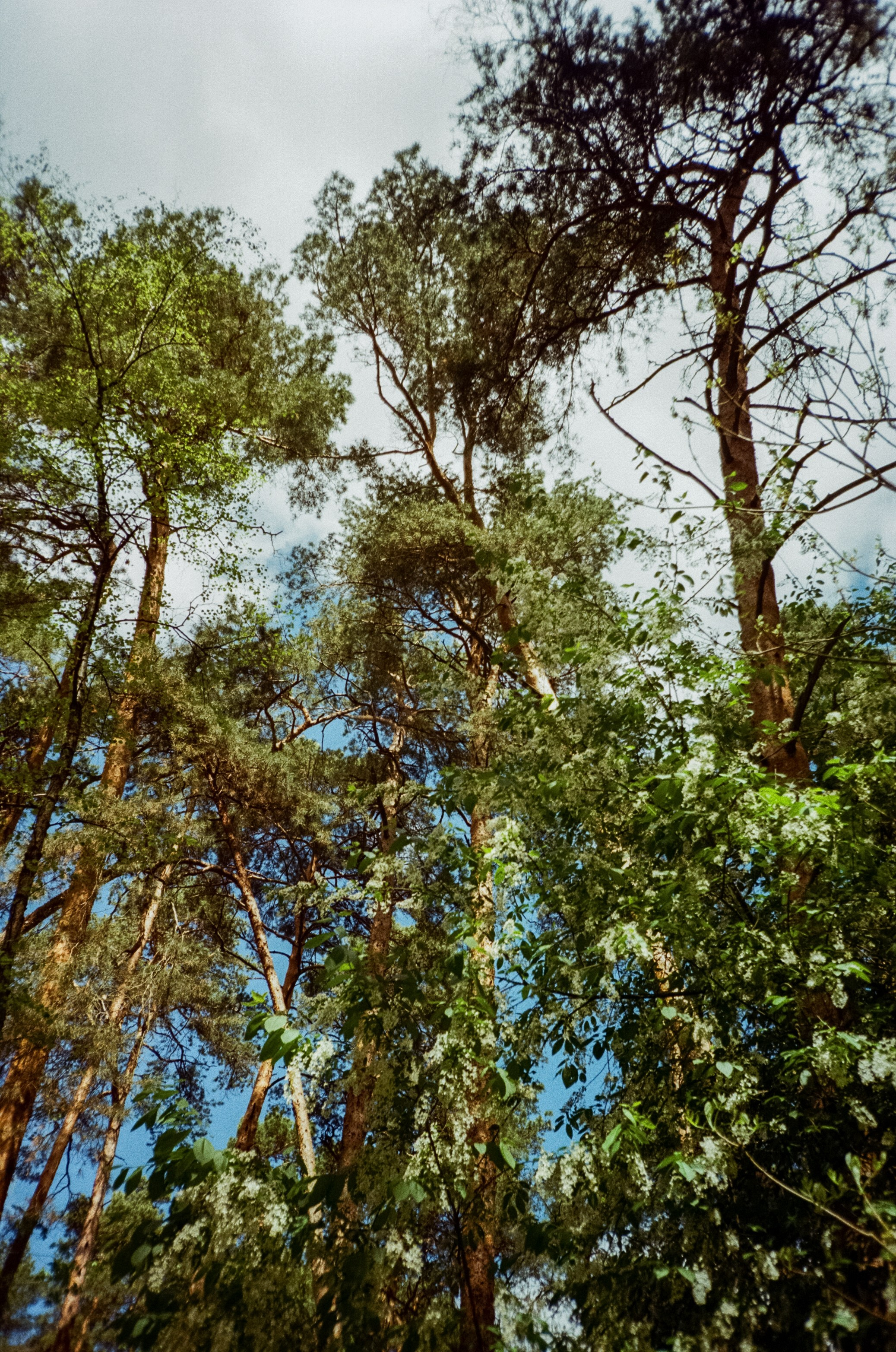 Ricoh R1 | Kodak ProImage 100 | 6 мая 2025 года СерБор