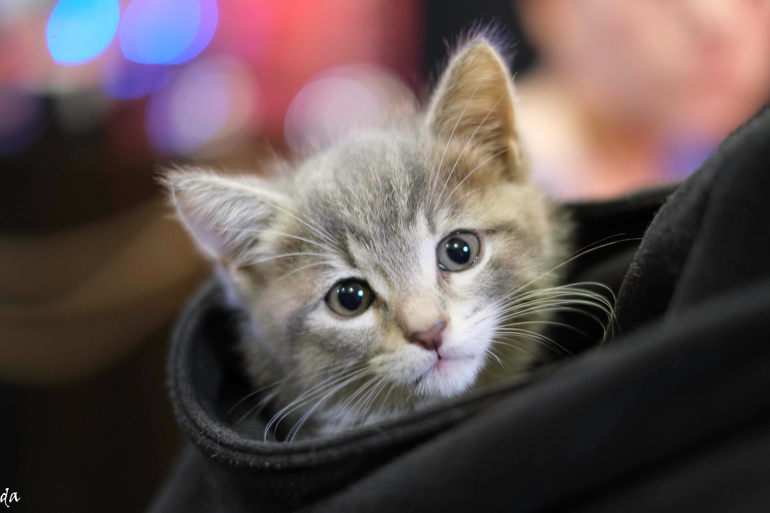 В мире животных. Фотограф Дмитрий Алексеев