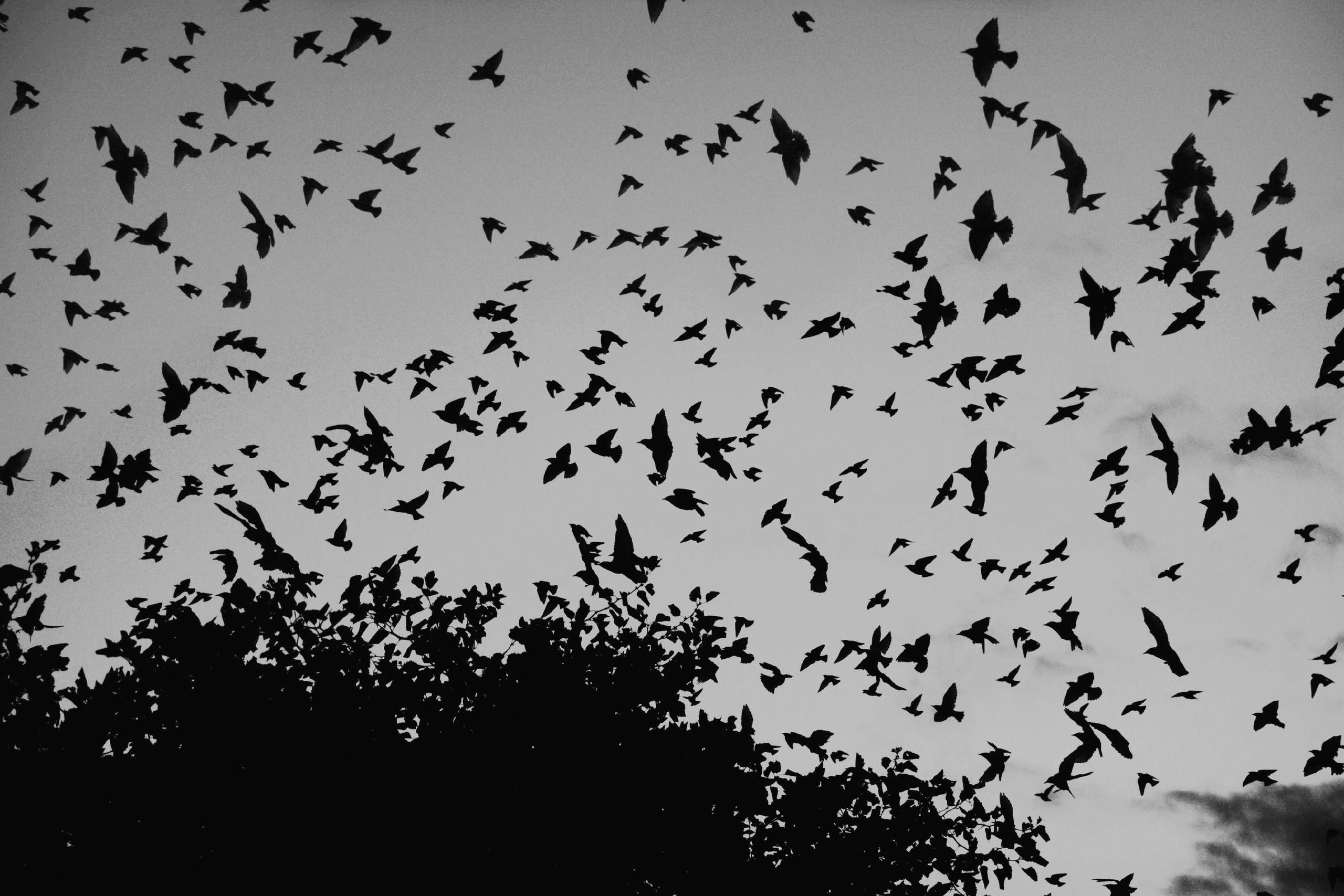 Работы. Свадебный фотограф в Москве Сафонова Анна