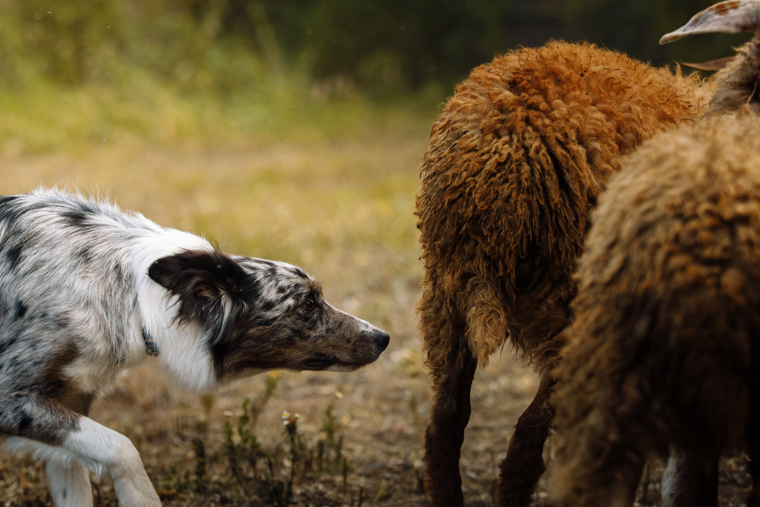 Овечий день. О нас