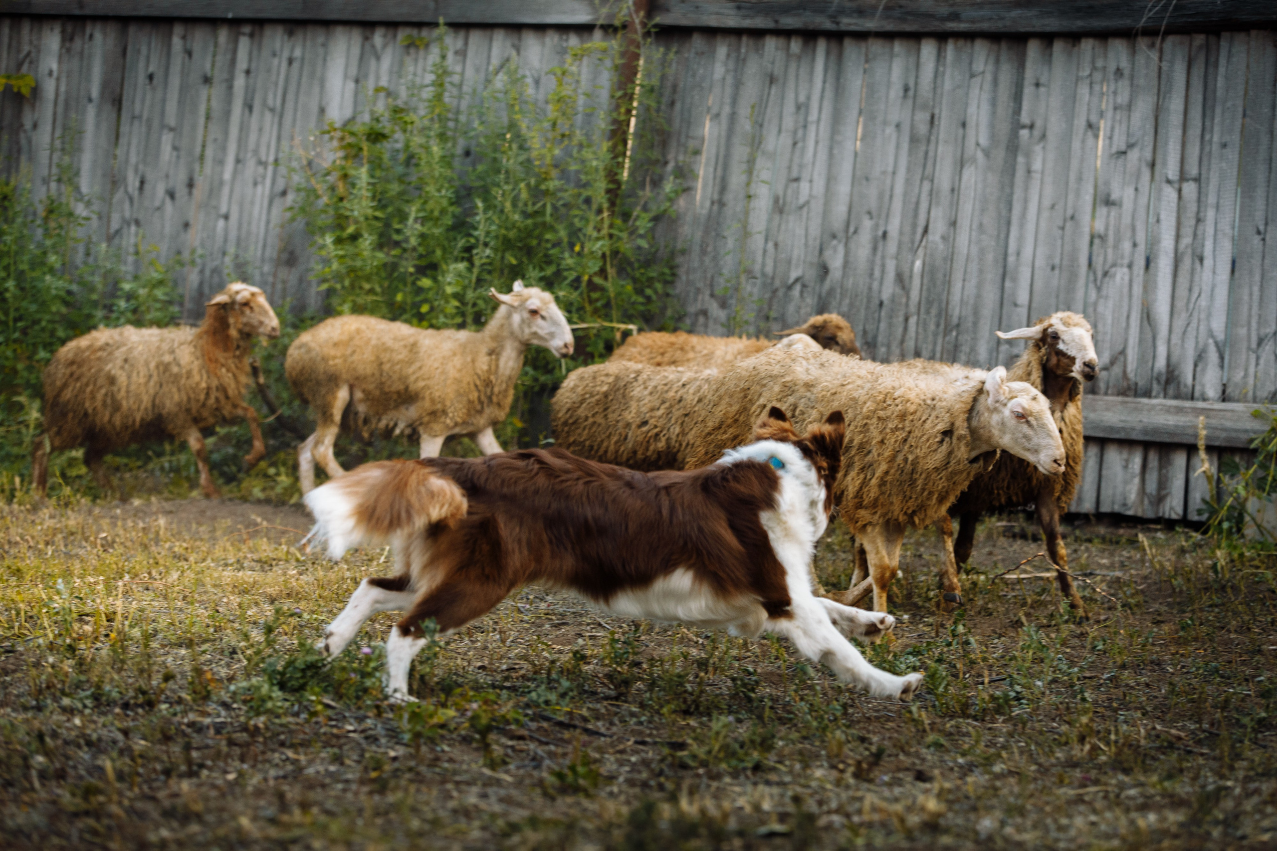 Овечий день. О нас