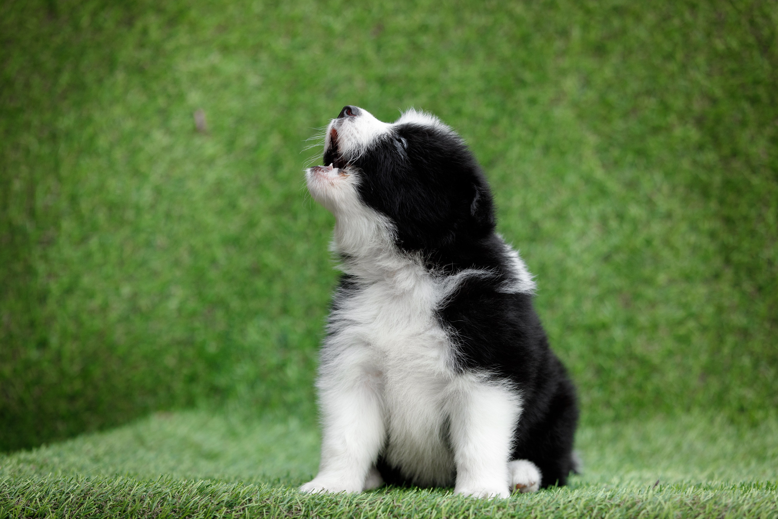 Смешарики. О нас