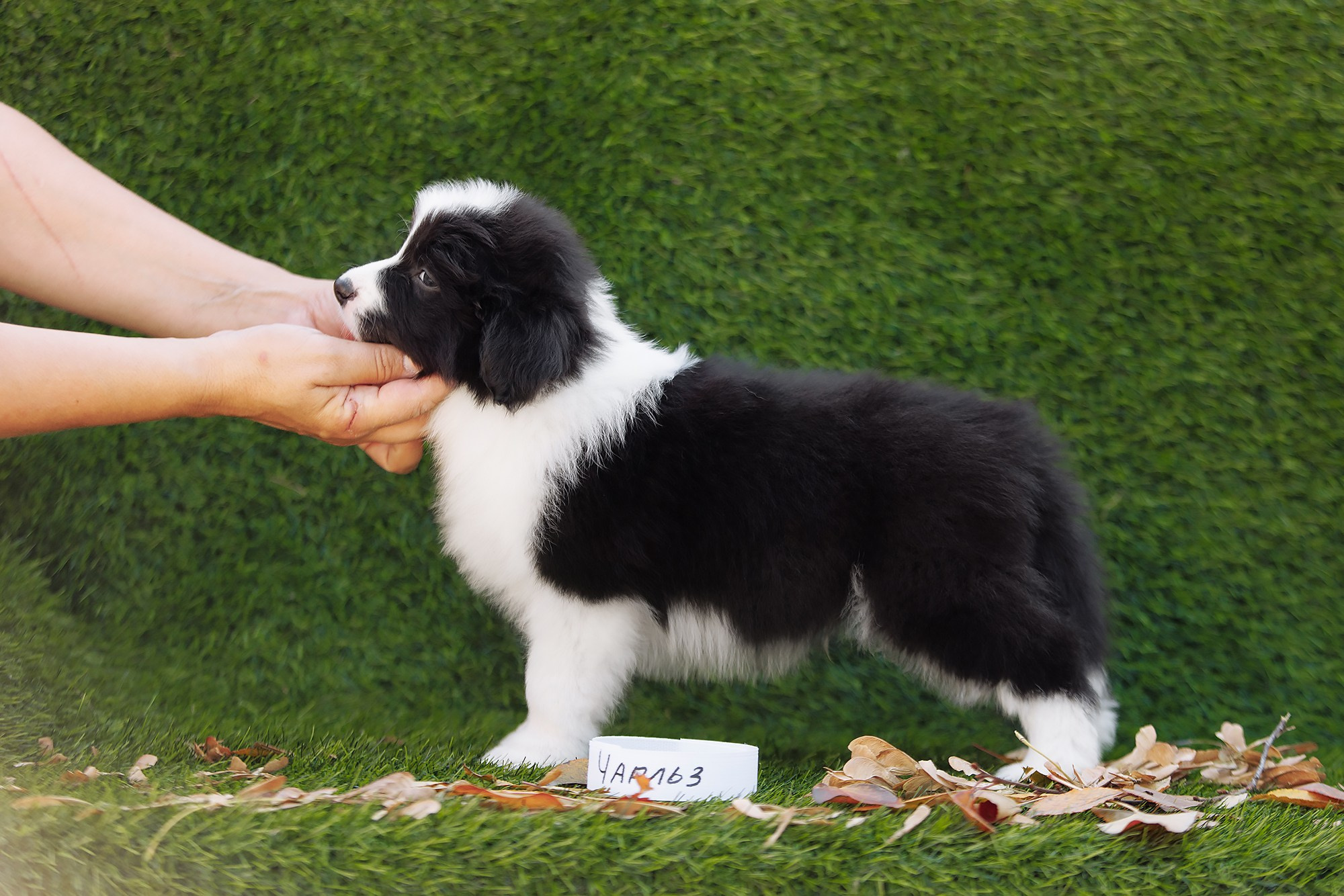 Новый лист. О нас