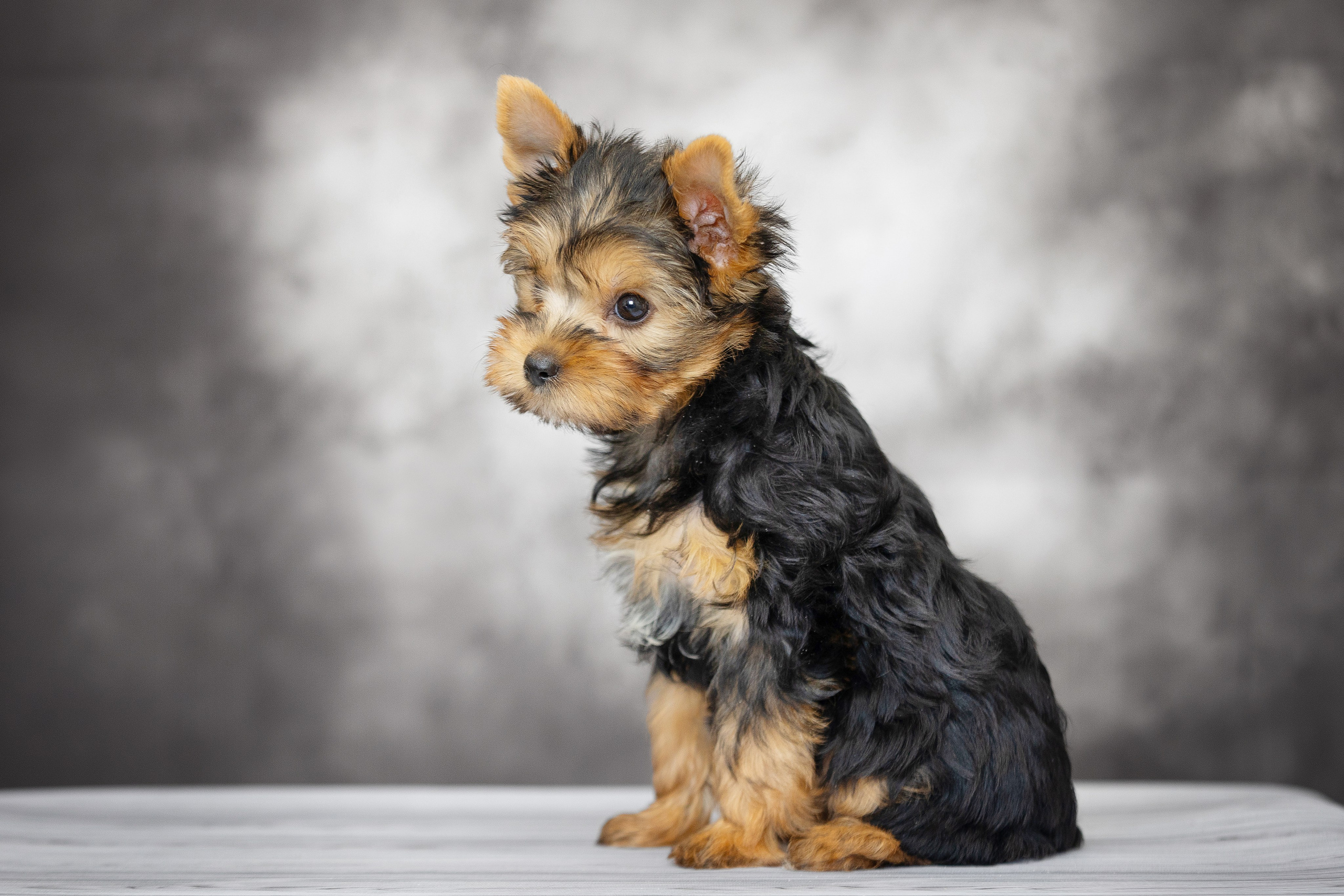 Щенки. Slavilada-Лапки. Свет. Любовь… Профессиональная фотосессия питомцев Для памяти, пристройства и продажи. Хабаровск