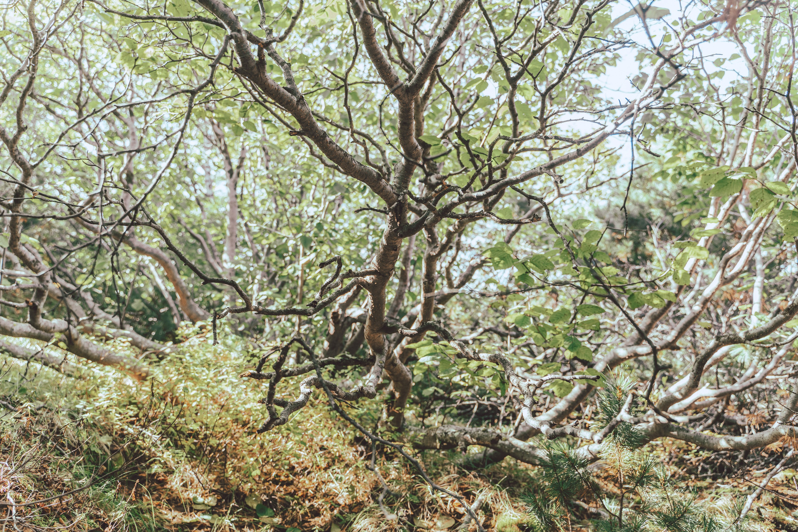 Планета Колыма. Элина Гусарова