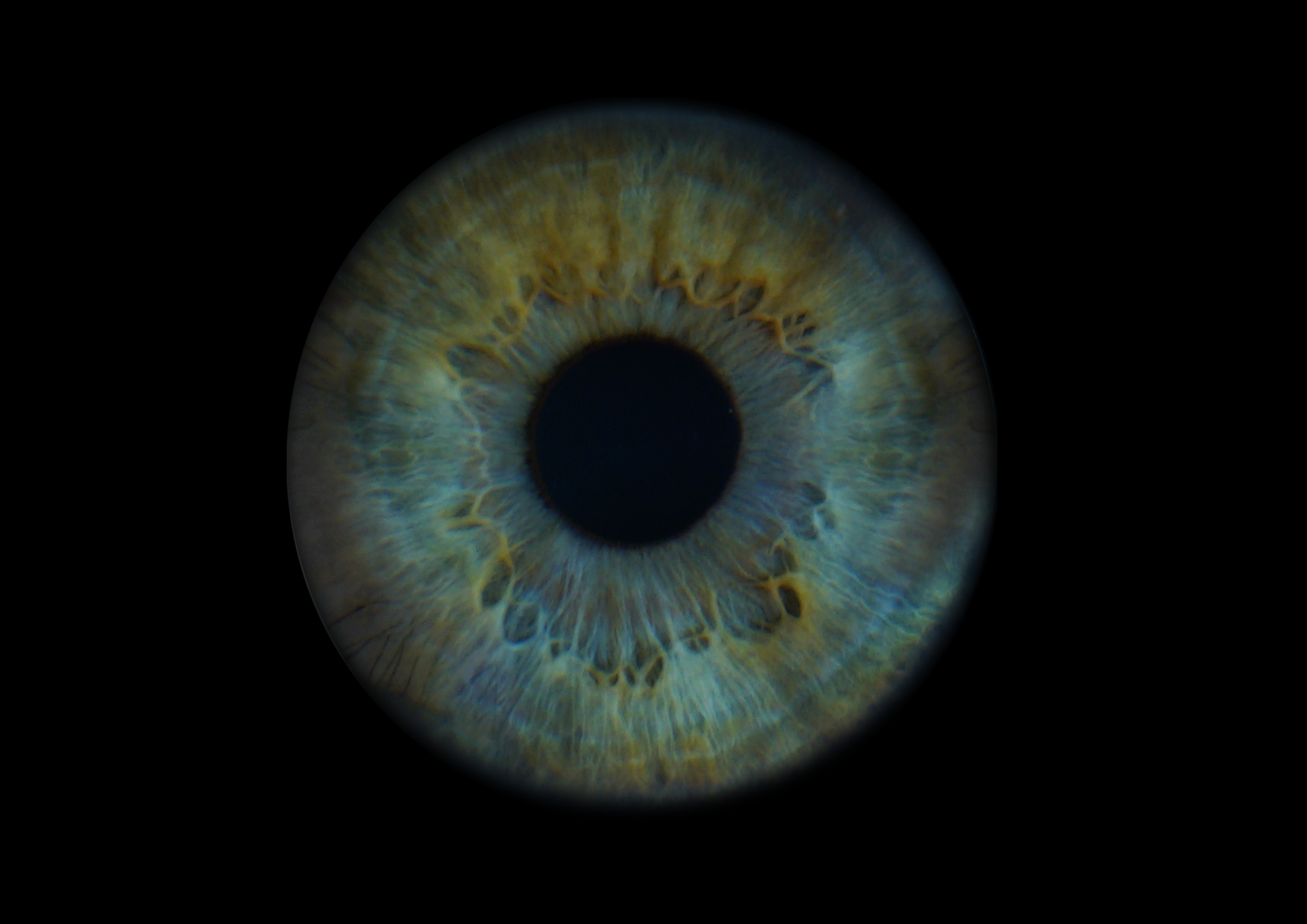 Лина 11021940. ShowLab