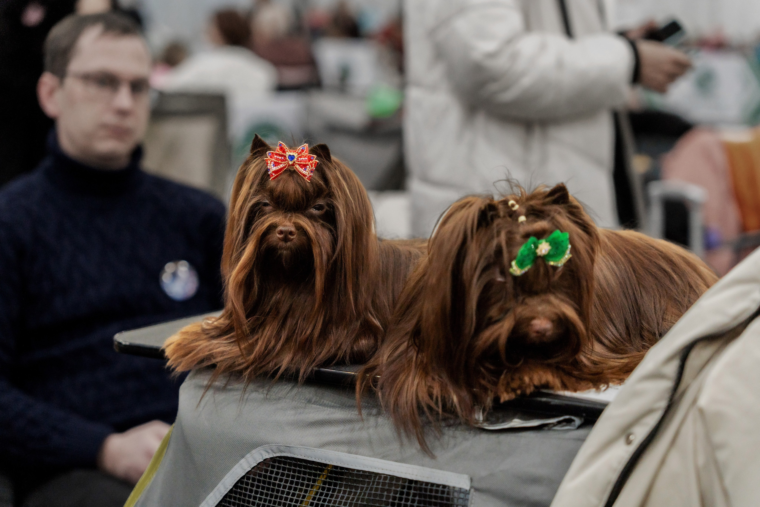 Животные. Фото, видео, монтаж