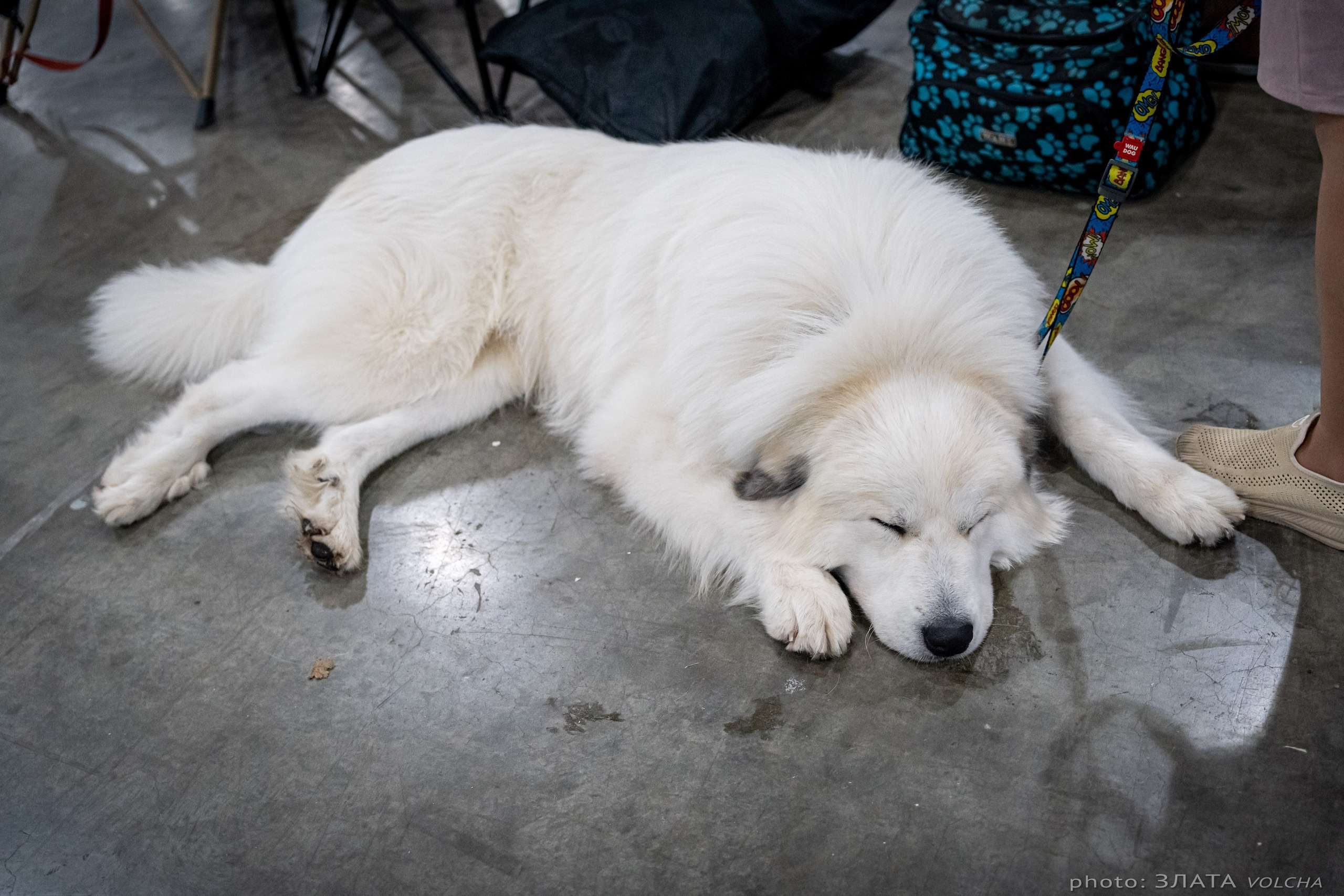 Животные. Фото, видео, монтаж