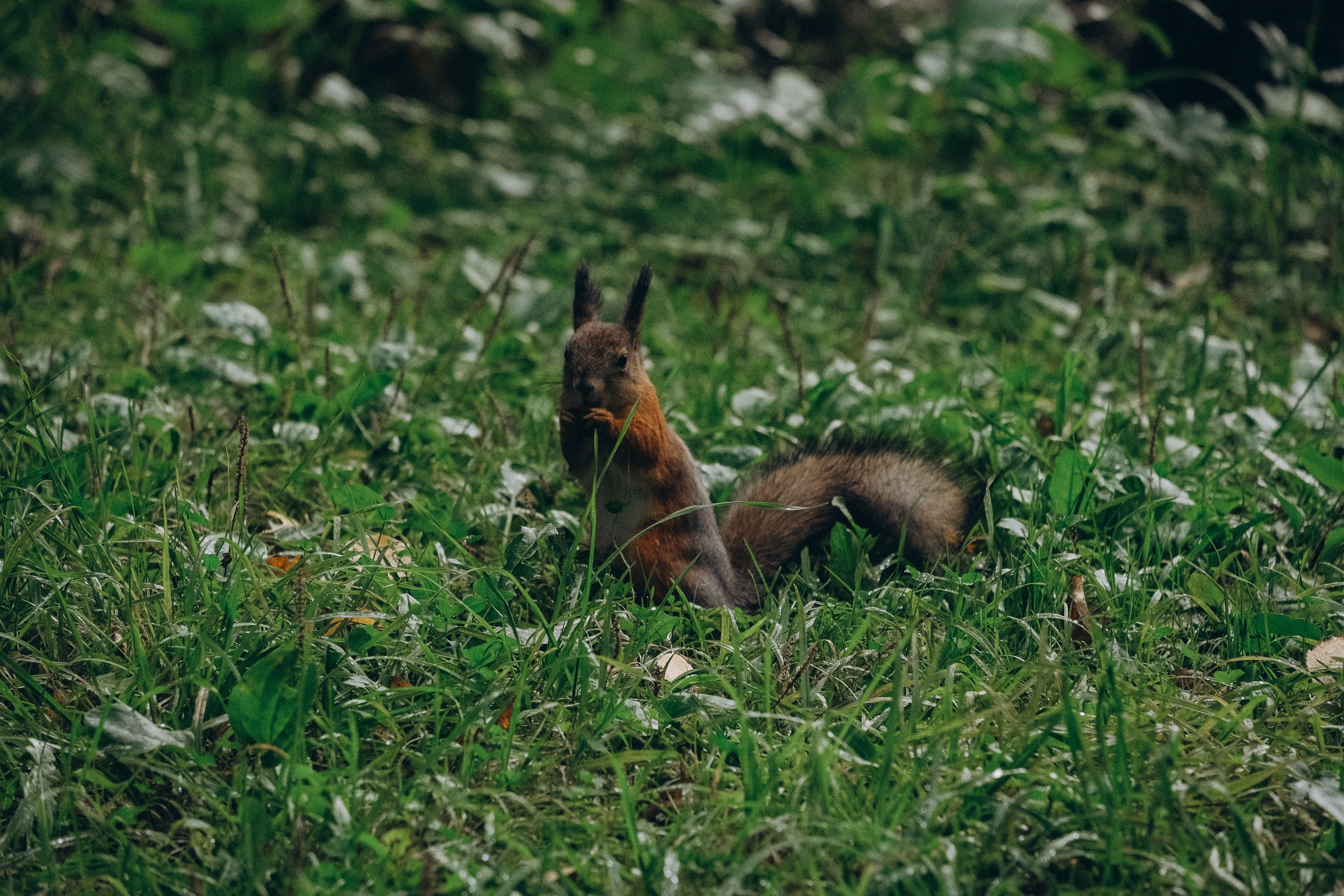 День рождения малышки. Профессиональный фотограф, Санкт-Петербург — Виктория Богомолова