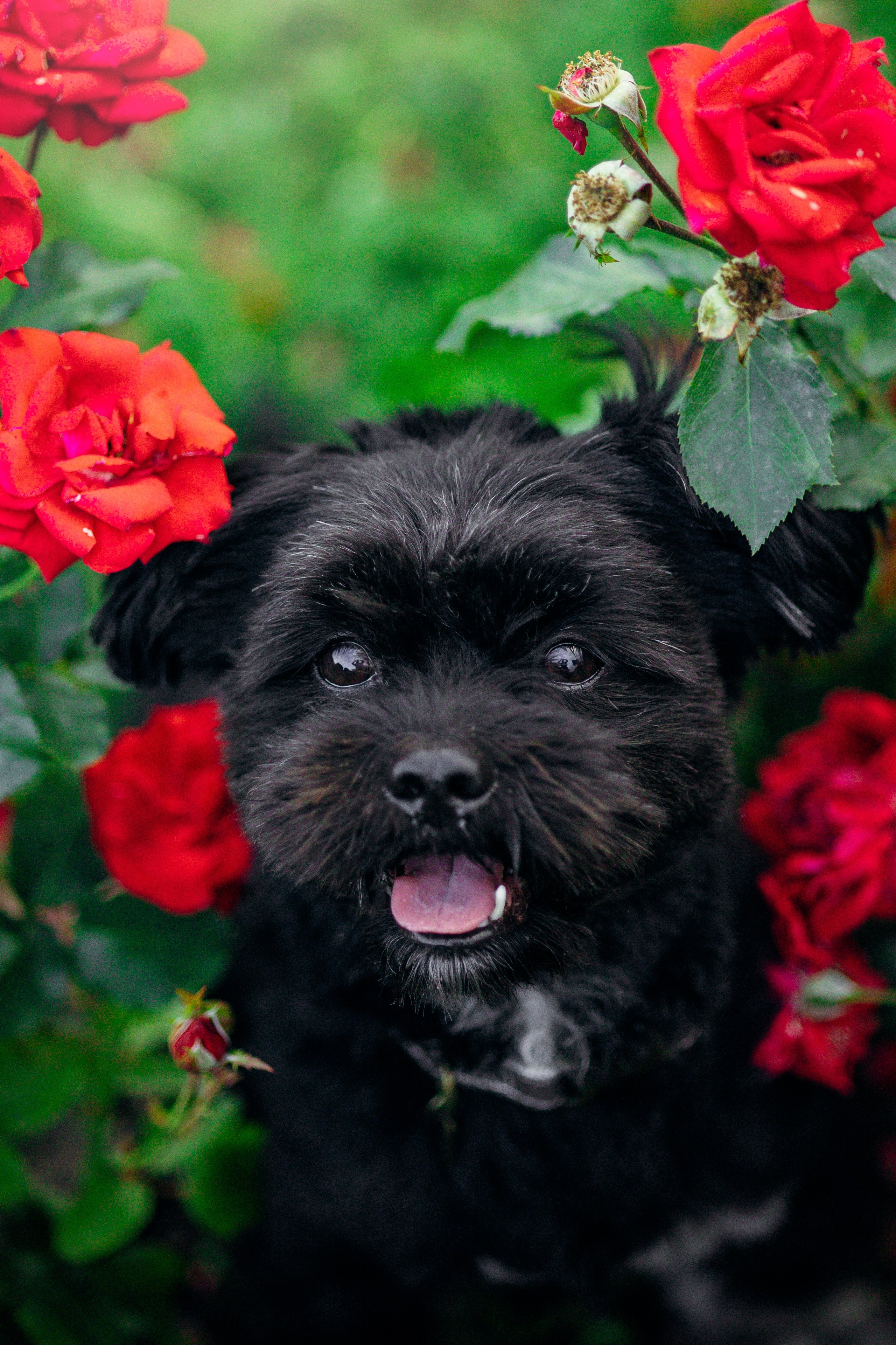 Даша и Борис. Фотограф — Анималист | Санкт-Петербург