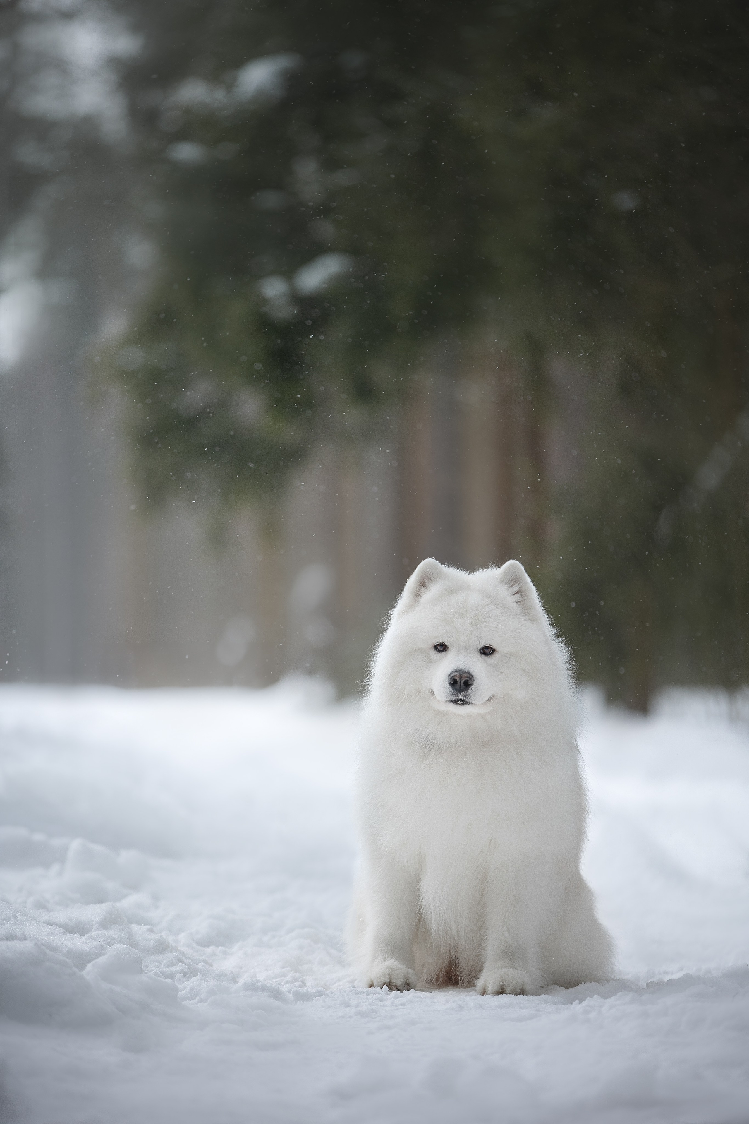 Самоедские мальчишки. Фотограф анималист в Москве Майорова Евгения