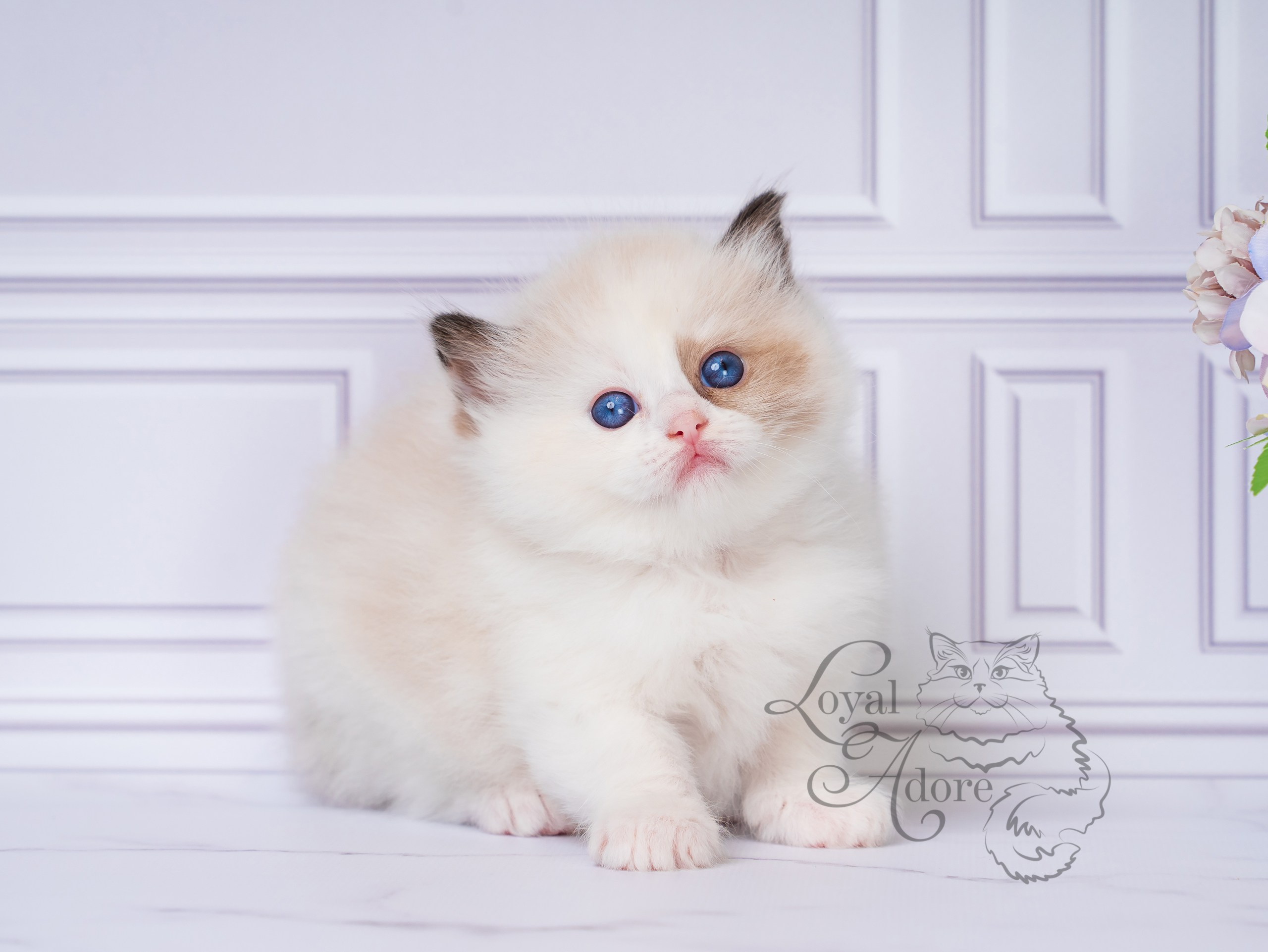 Котята рэгдолл от Loyal Adore. Питомник рэгдолл Loyal Adore