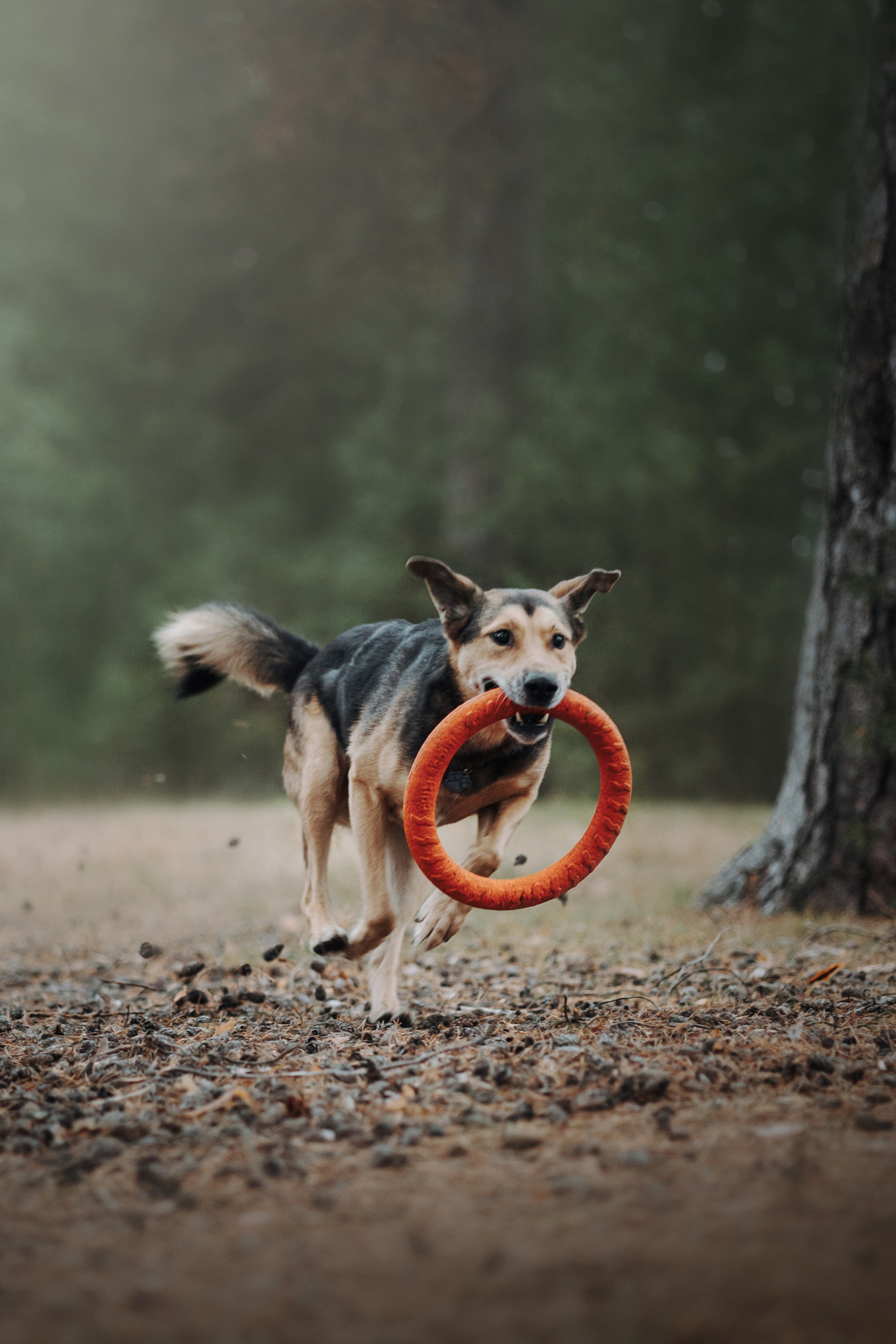 Наталья и Того. Фотограф — Анималист | Санкт-Петербург