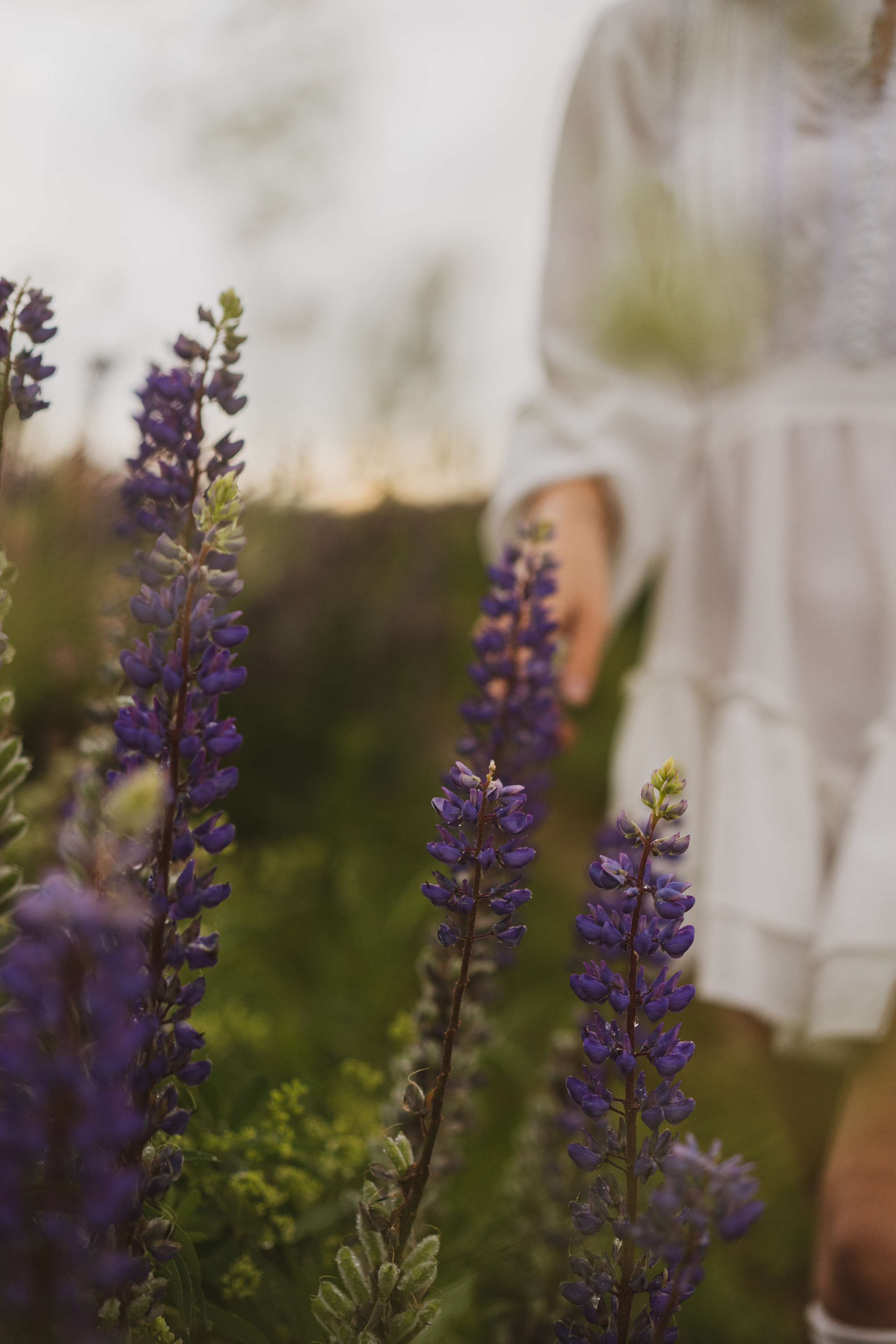 Фотосессия в люпинрах. Лиза Фирстова — самый добрый фотограф