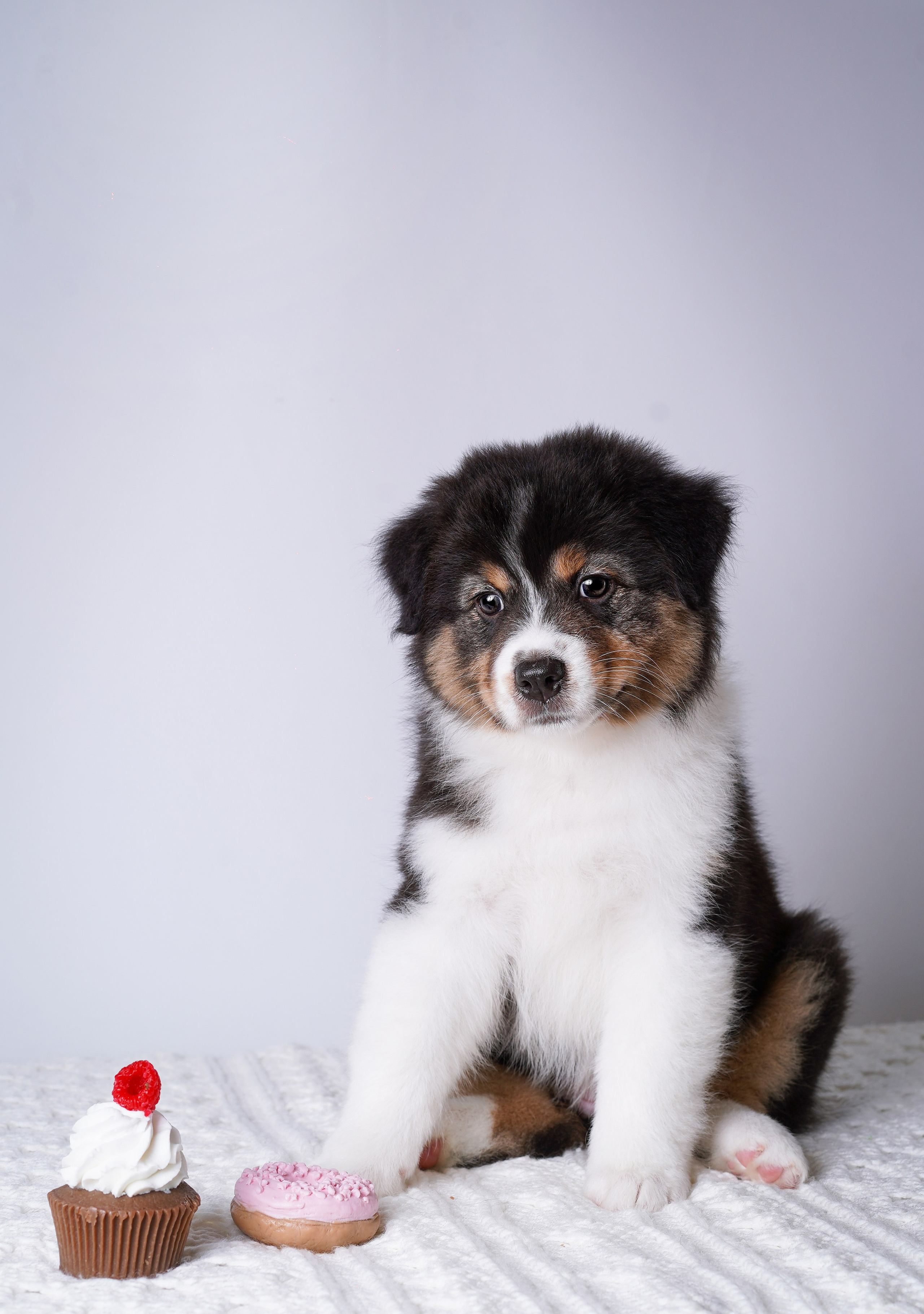 Щенки аусси. Фотограф-анималист в Санкт-Петербурге Яна Мартынова