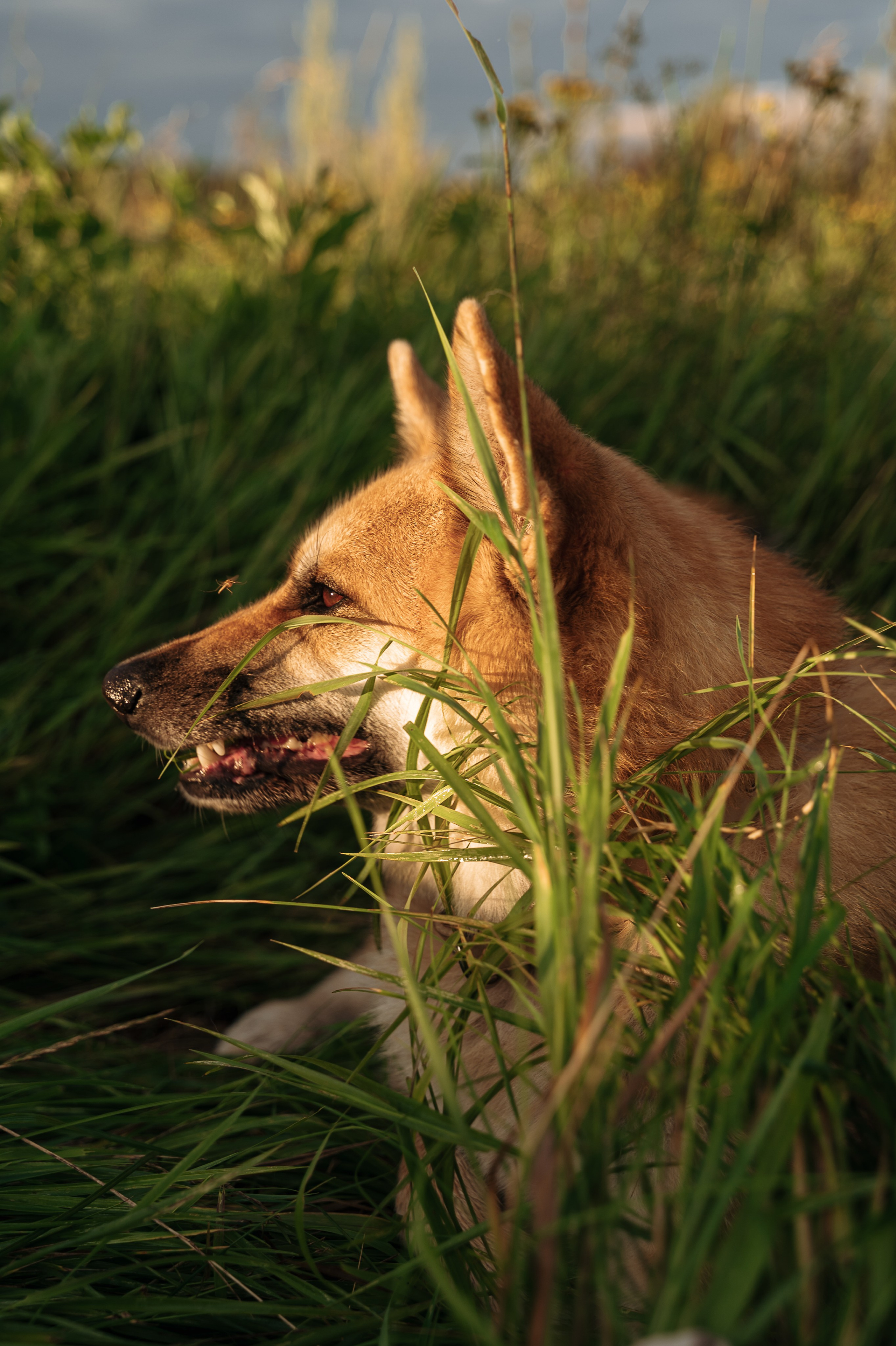 Портрет собаки летом в траве