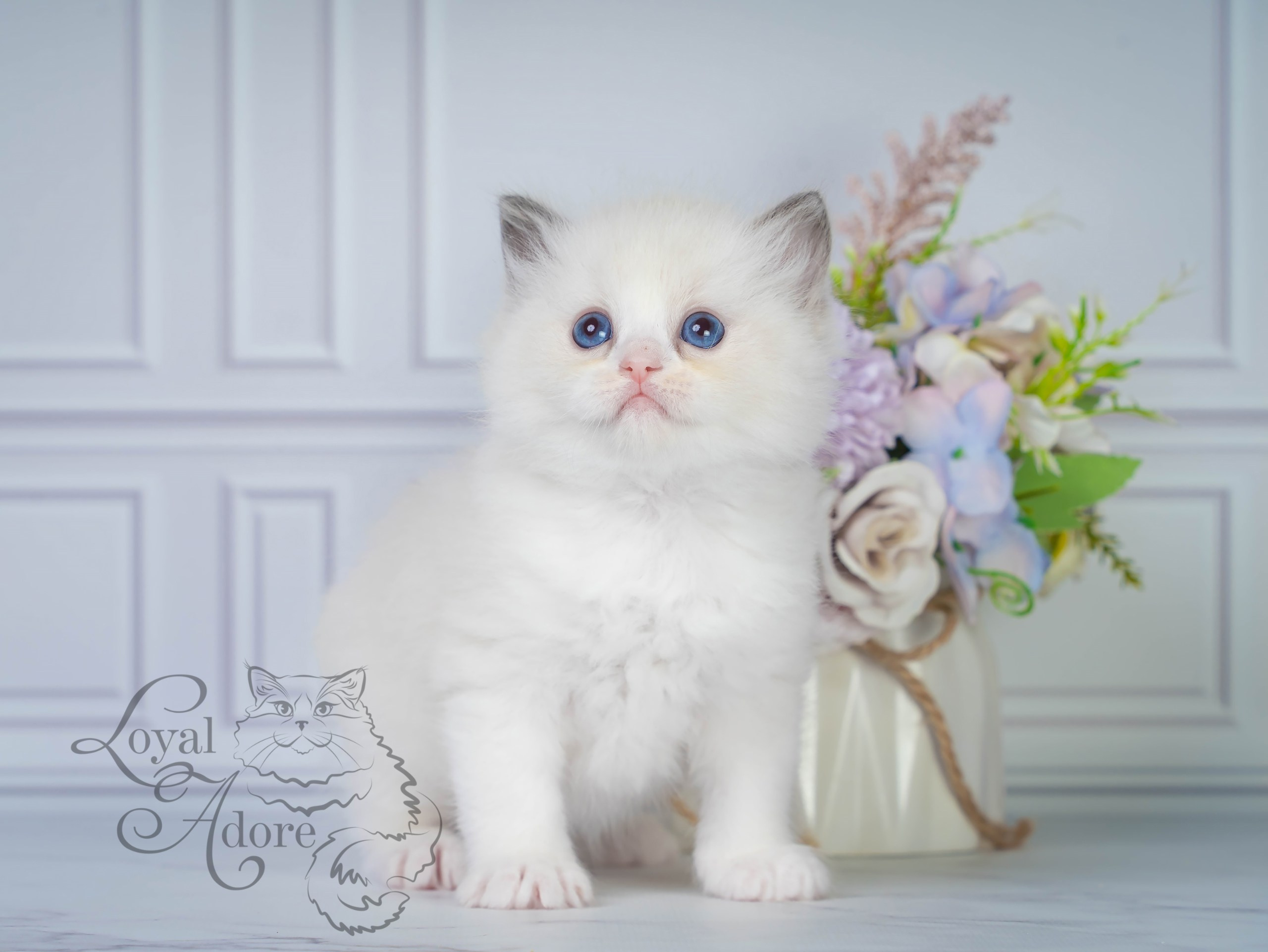 Котята рэгдолл от Loyal Adore. Питомник рэгдолл Loyal Adore