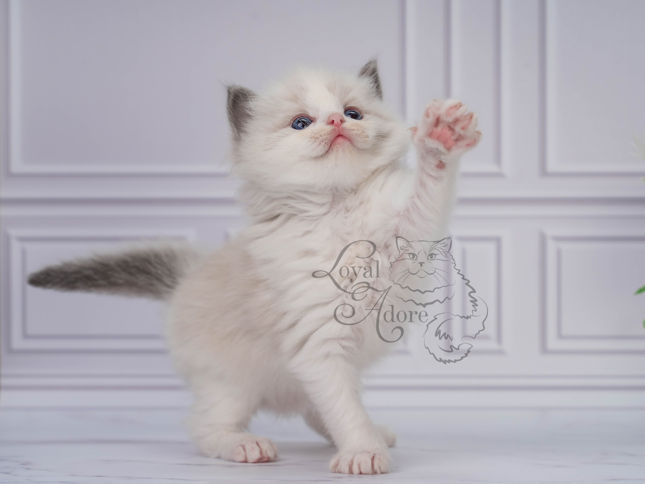 Котята рэгдолл от Loyal Adore. Питомник рэгдолл Loyal Adore