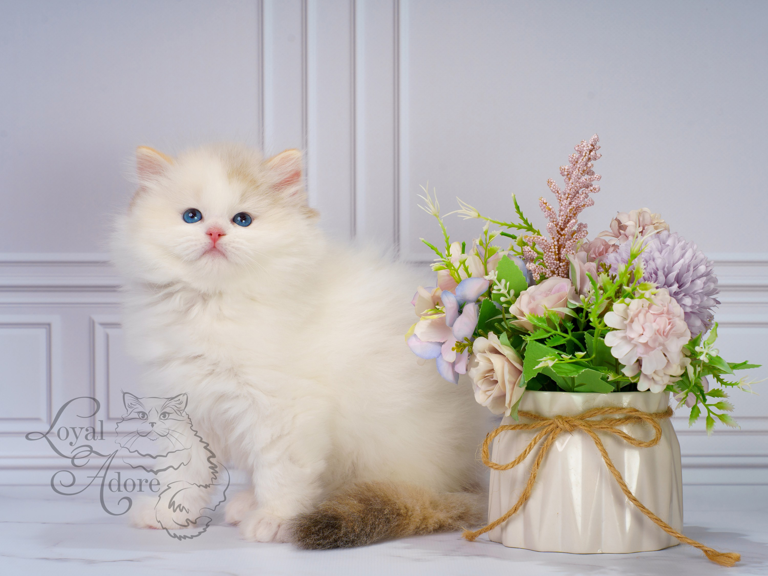 Котята рэгдолл от Loyal Adore. Питомник рэгдолл Loyal Adore