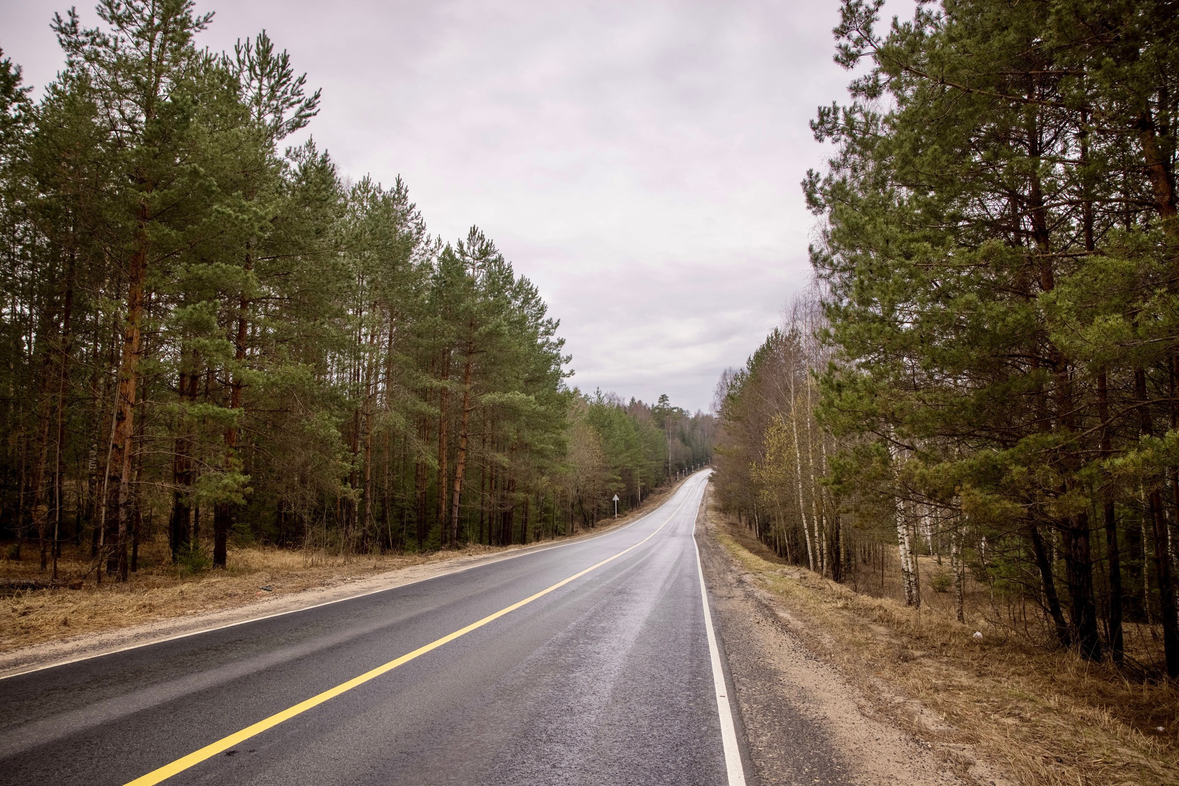 Лесная дорога из Шуи в Лежнево Ивановской области