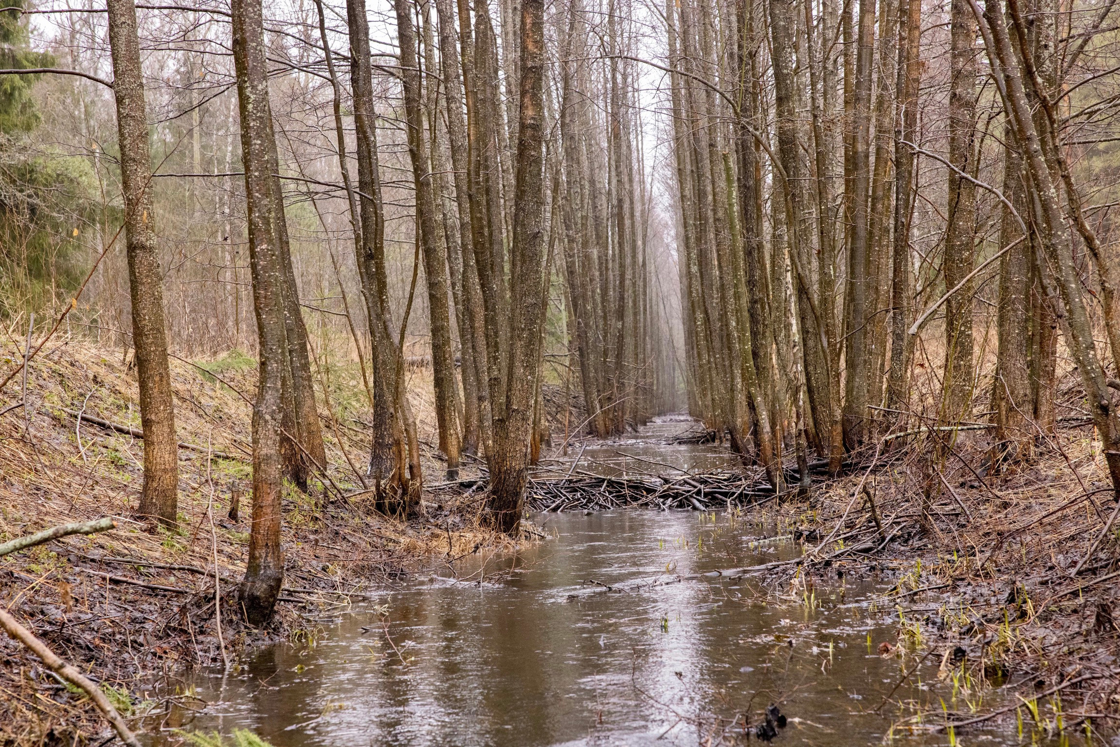 Лесная река в Шуйском районе Ивановской области