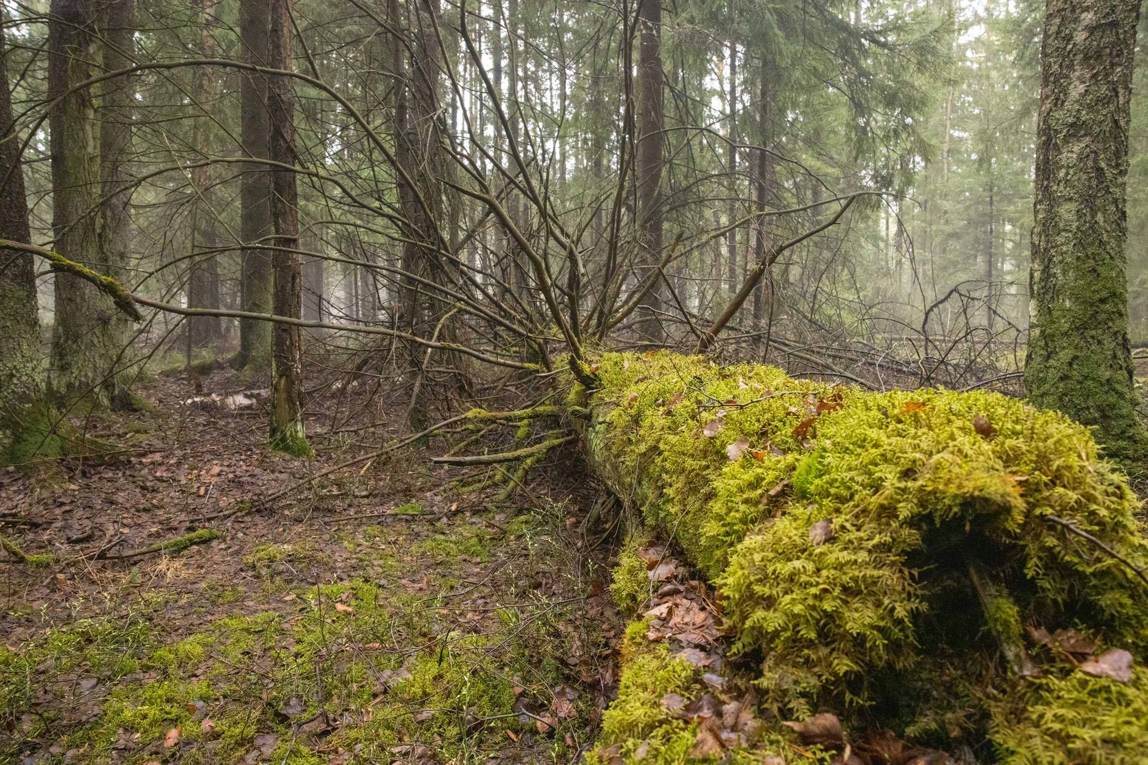 Дерево, заросшее мхом, в лесу Орехово-Зуевского района Подмосковья. Фотограф Андрей Басов