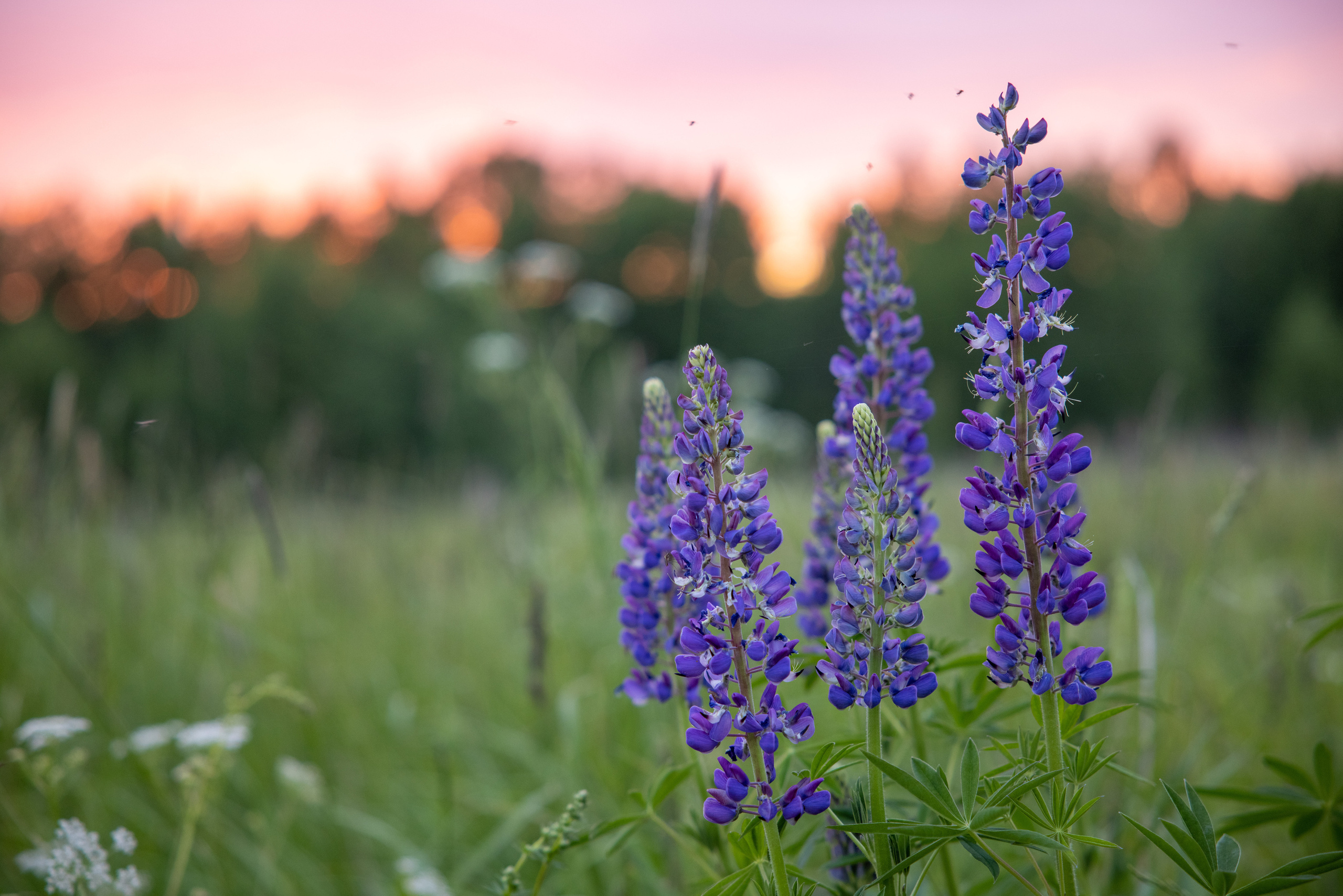 Люпины многолистные на Ивановской земле