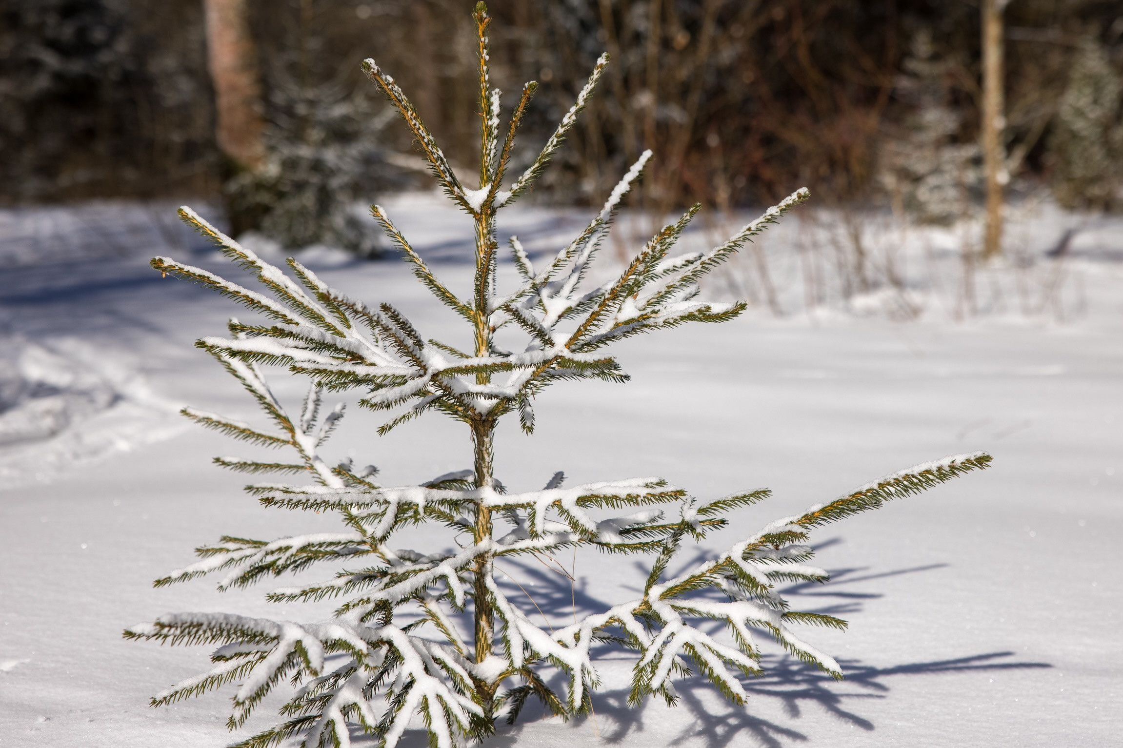 Молодая сосна в зимнем лесу Шуйского района Ивановской области